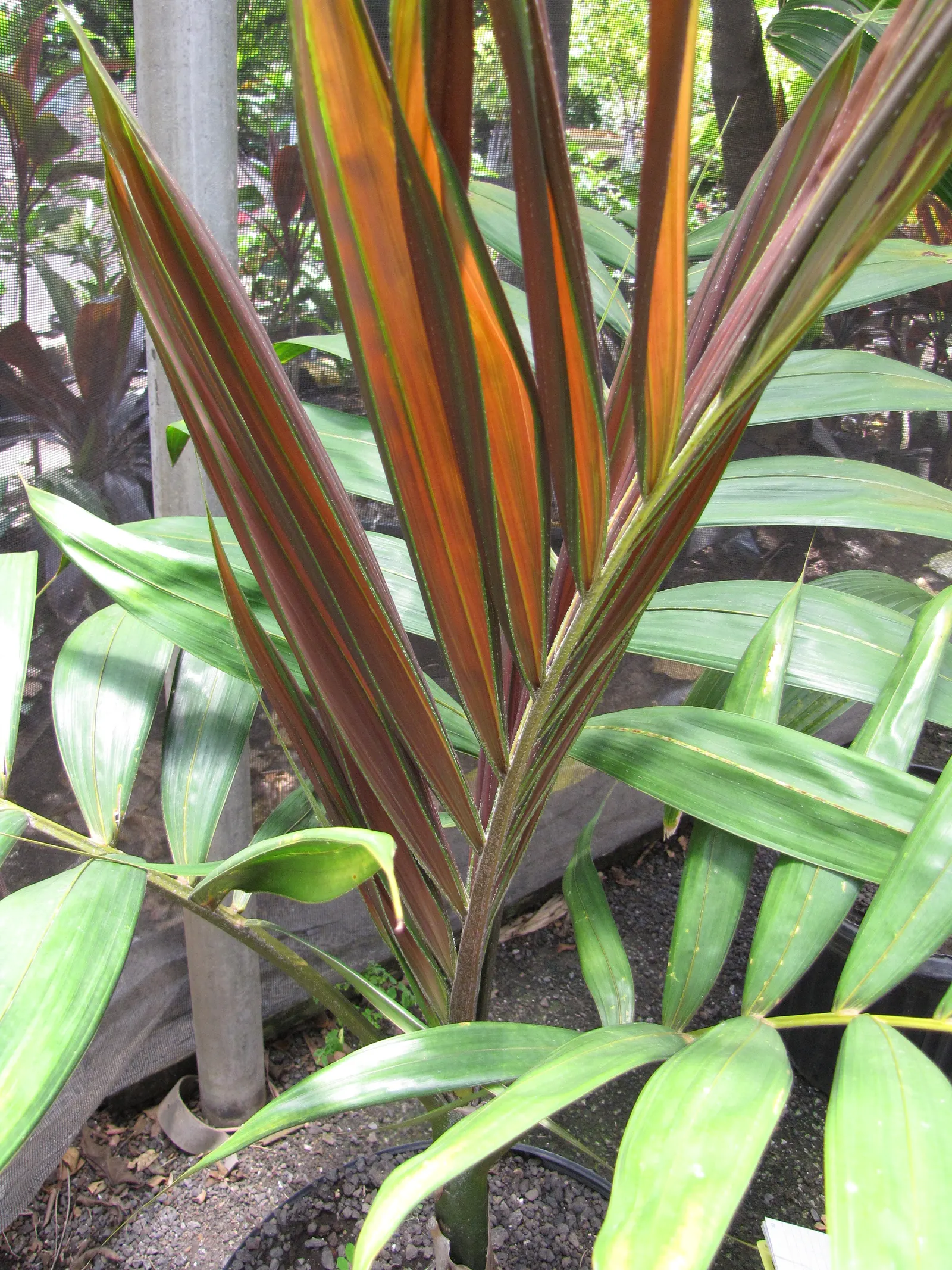 Flamethrower Palm (Chambeyronia Macrocarpa) — It boasts large, pinnate leaves up to 10 feet in length; palm for deep shade or shade