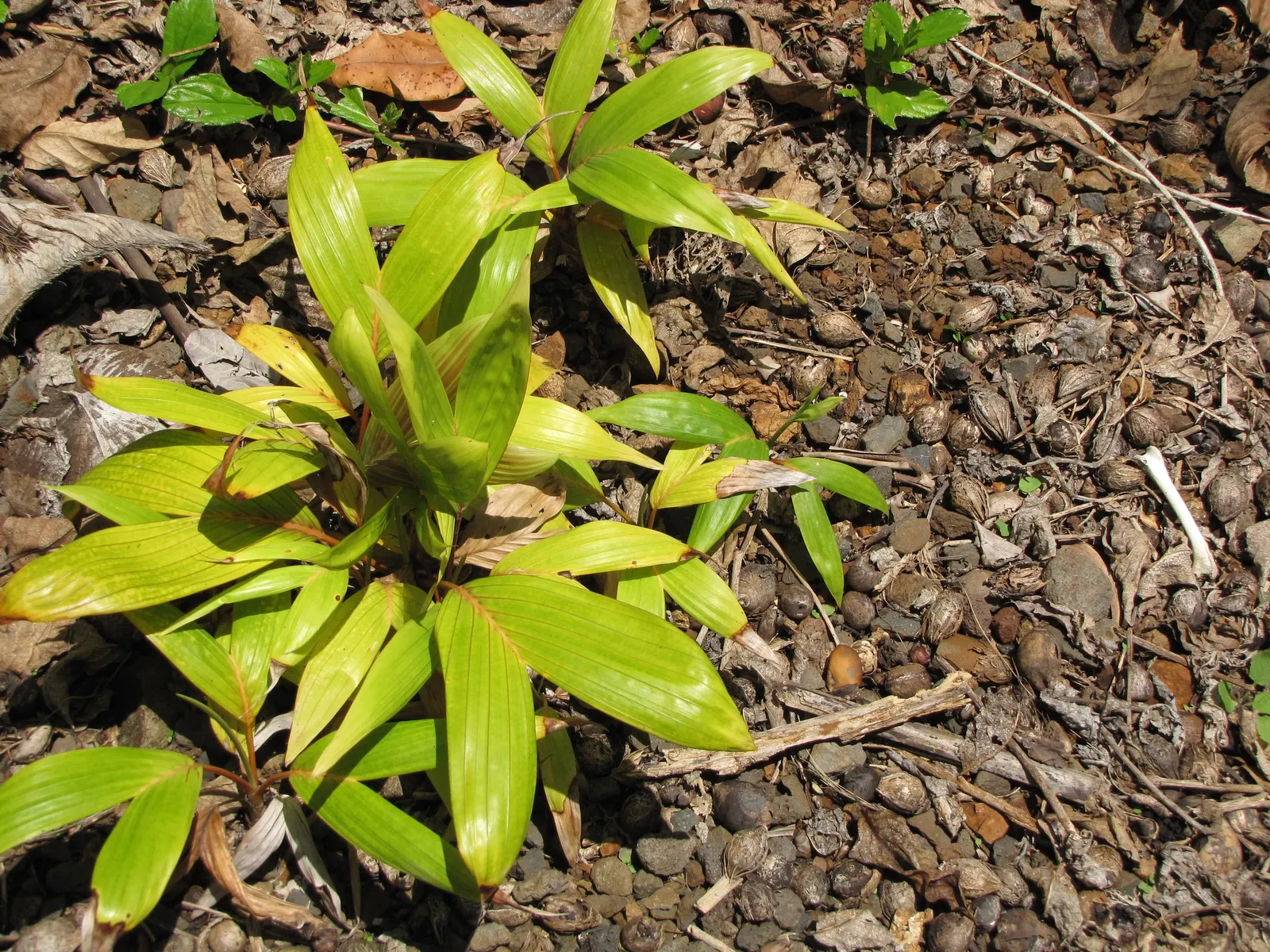 Flamethrower Palm (Chambeyronia Macrocarpa) — scientifically known as Chambeyronia macrocarpa