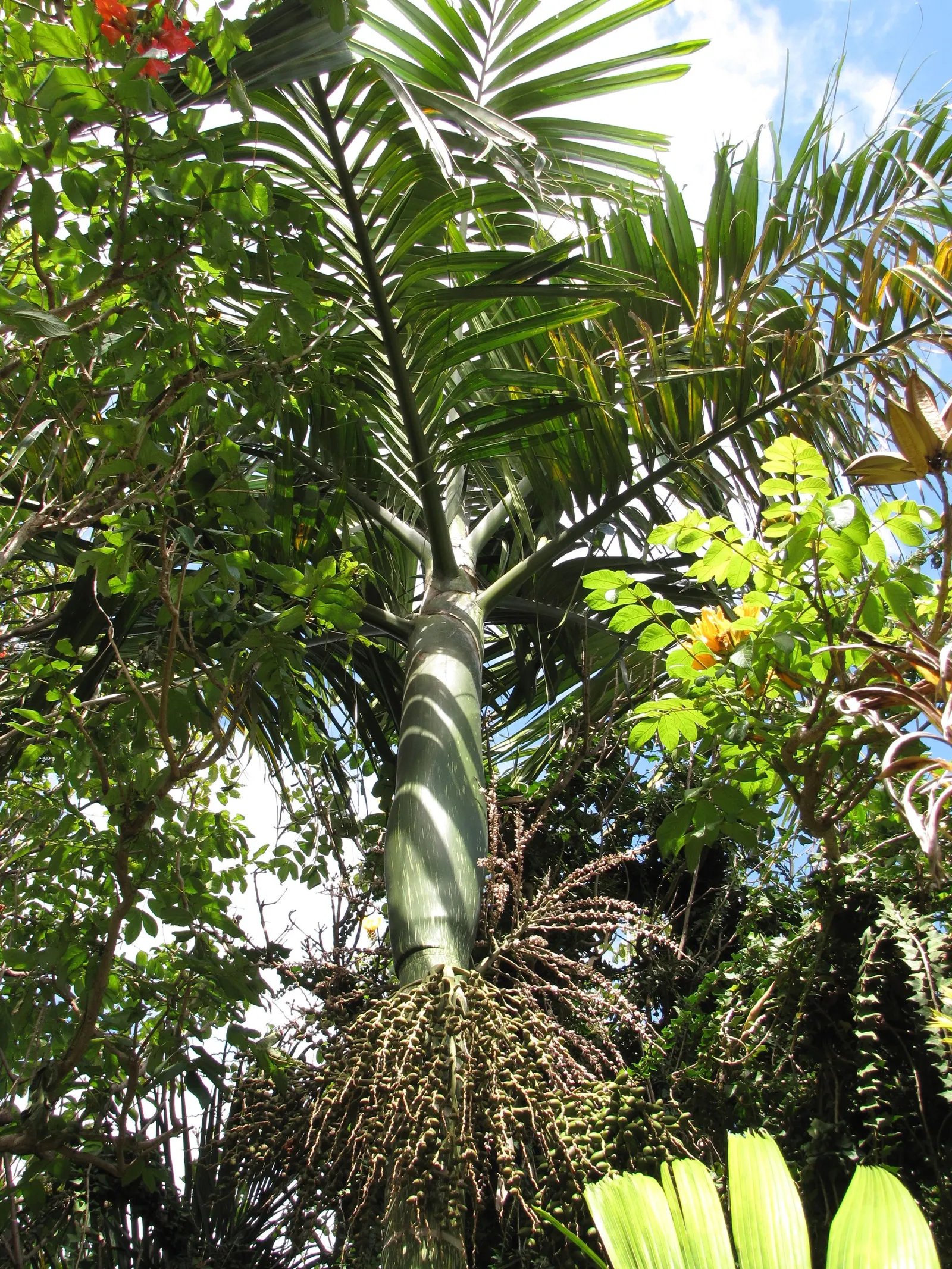 Flamethrower Palm (Chambeyronia Macrocarpa) — Native to the rainforests of New Caledonia