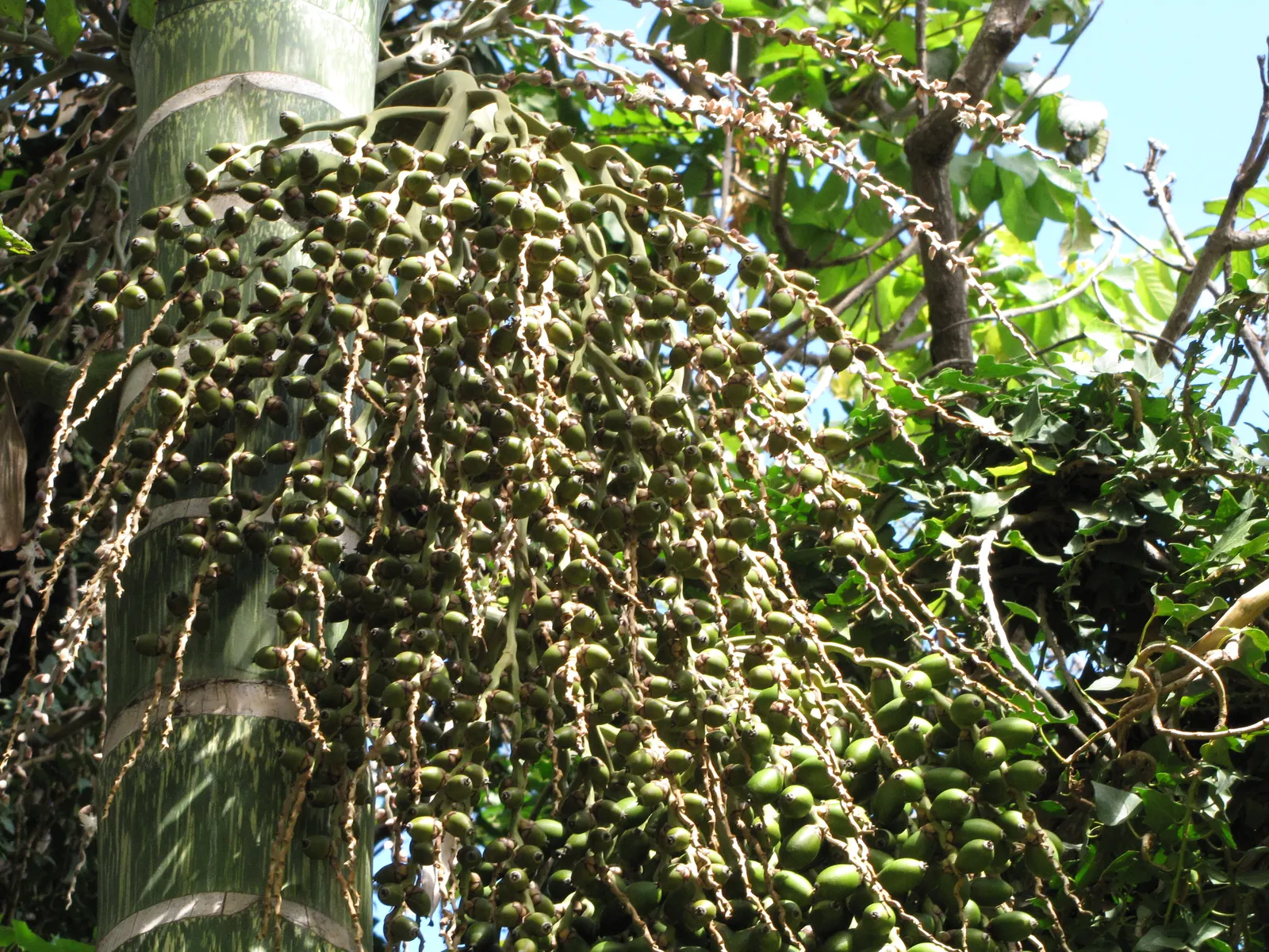 Flamethrower Palm (Chambeyronia Macrocarpa) — with a spread of 8-10 feet