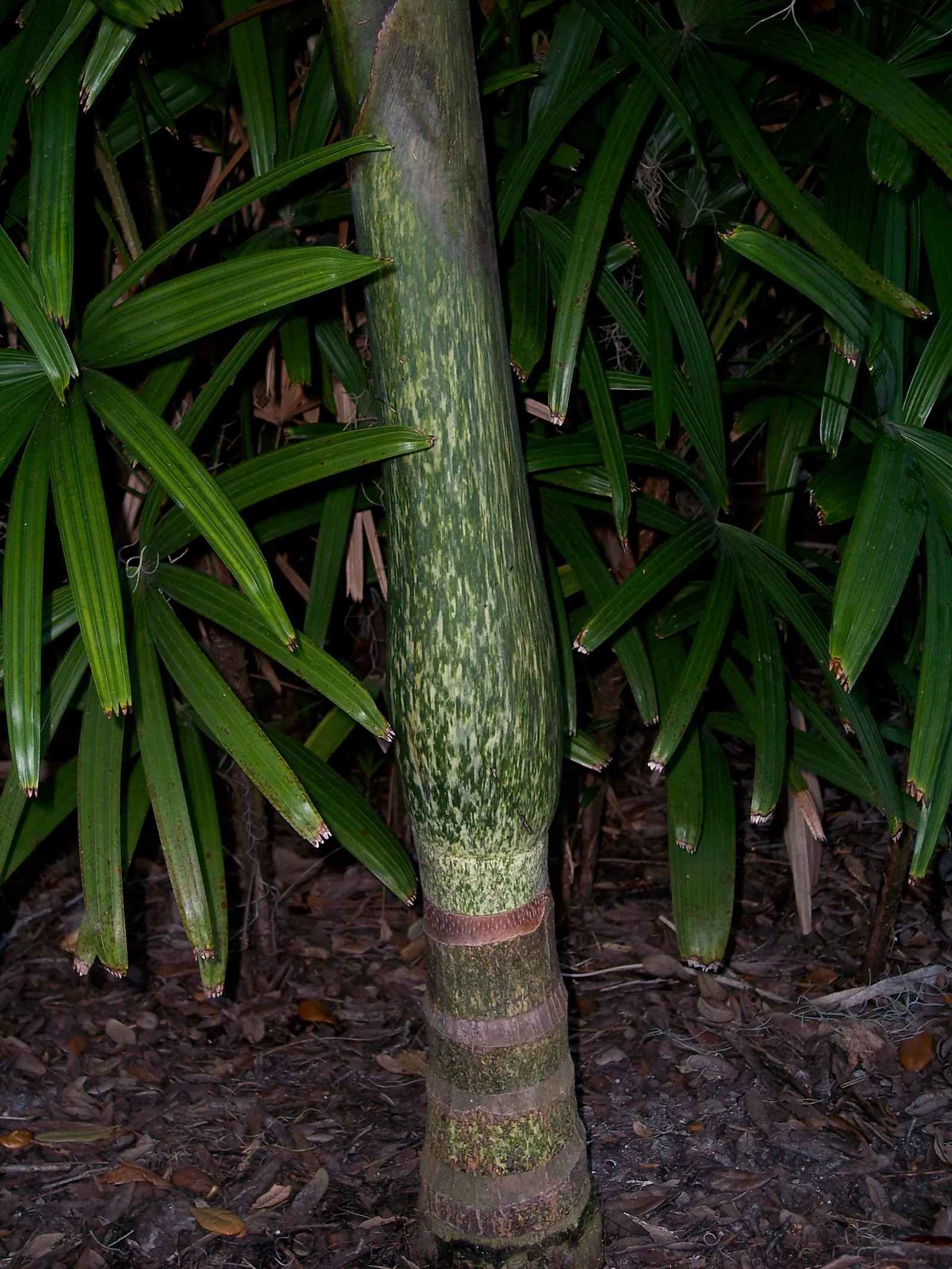 Flamethrower Palm (Chambeyronia Macrocarpa) — is an exceptional addition to any tropical or subtropical landscape design; native to the rainforests of New