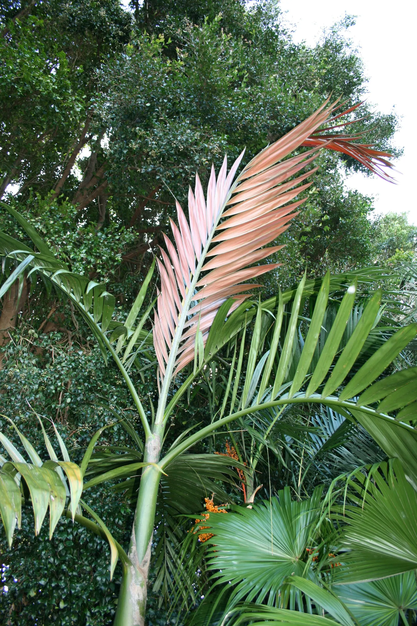 Flamethrower Palm (Chambeyronia Macrocarpa) — When briefing a client on this palm