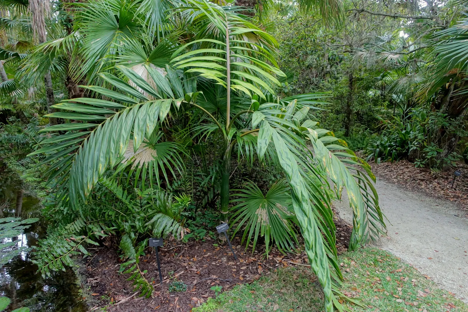 Flamethrower Palm (Chambeyronia Macrocarpa) — Cold hardiness is limited; temperatures below 32 degrees Fahrenheit can damage the plant