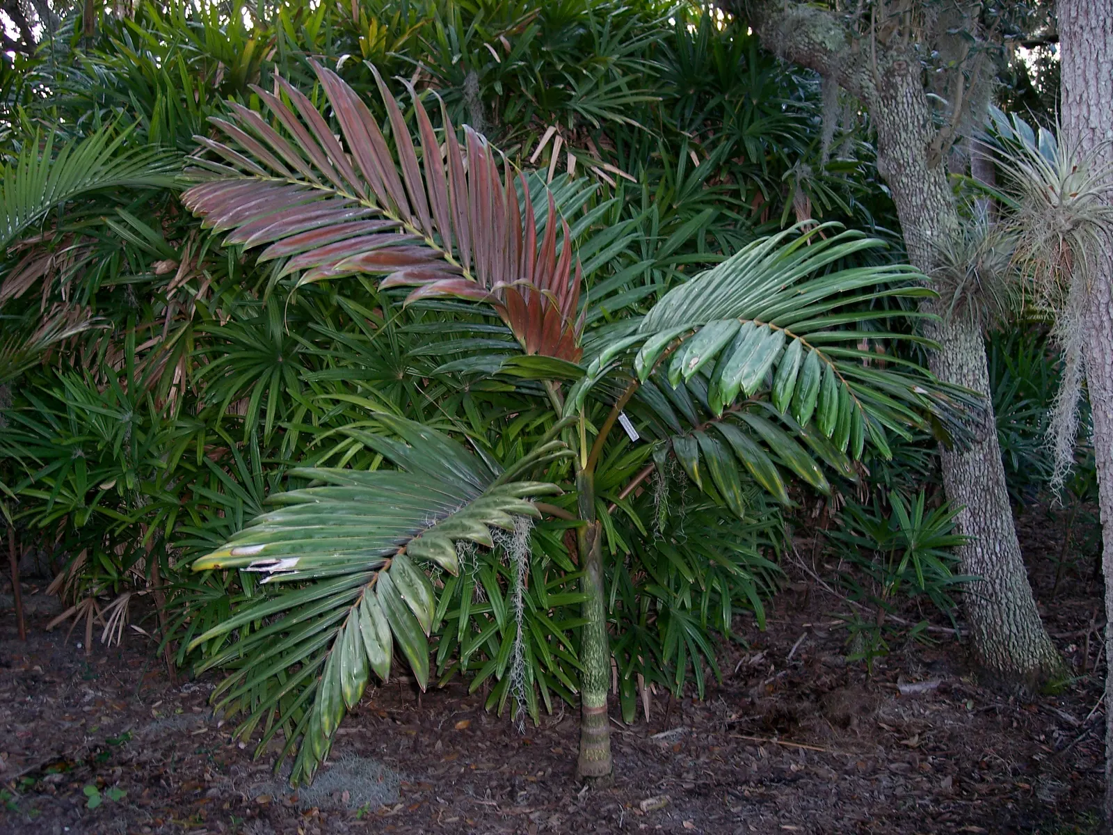 Flamethrower Palm (Chambeyronia Macrocarpa) — with a spread of 8-10 feet; regular watering will help establish a strong root system