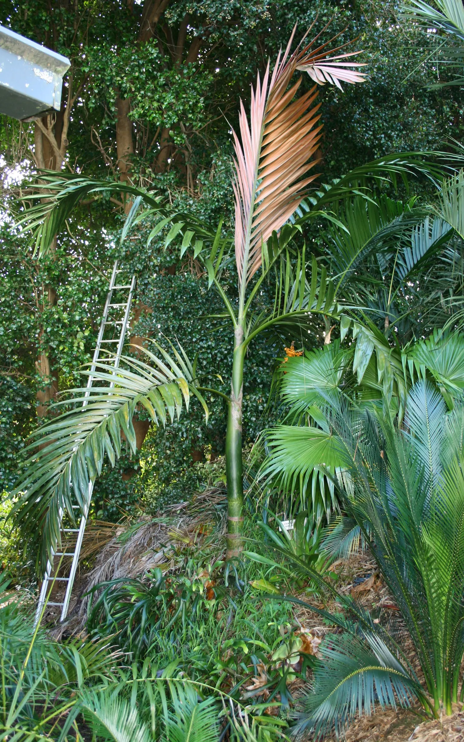 Flamethrower Palm (Chambeyronia Macrocarpa) — the Flamethrower Palm requires well-draining soil and partial to full sun exposure