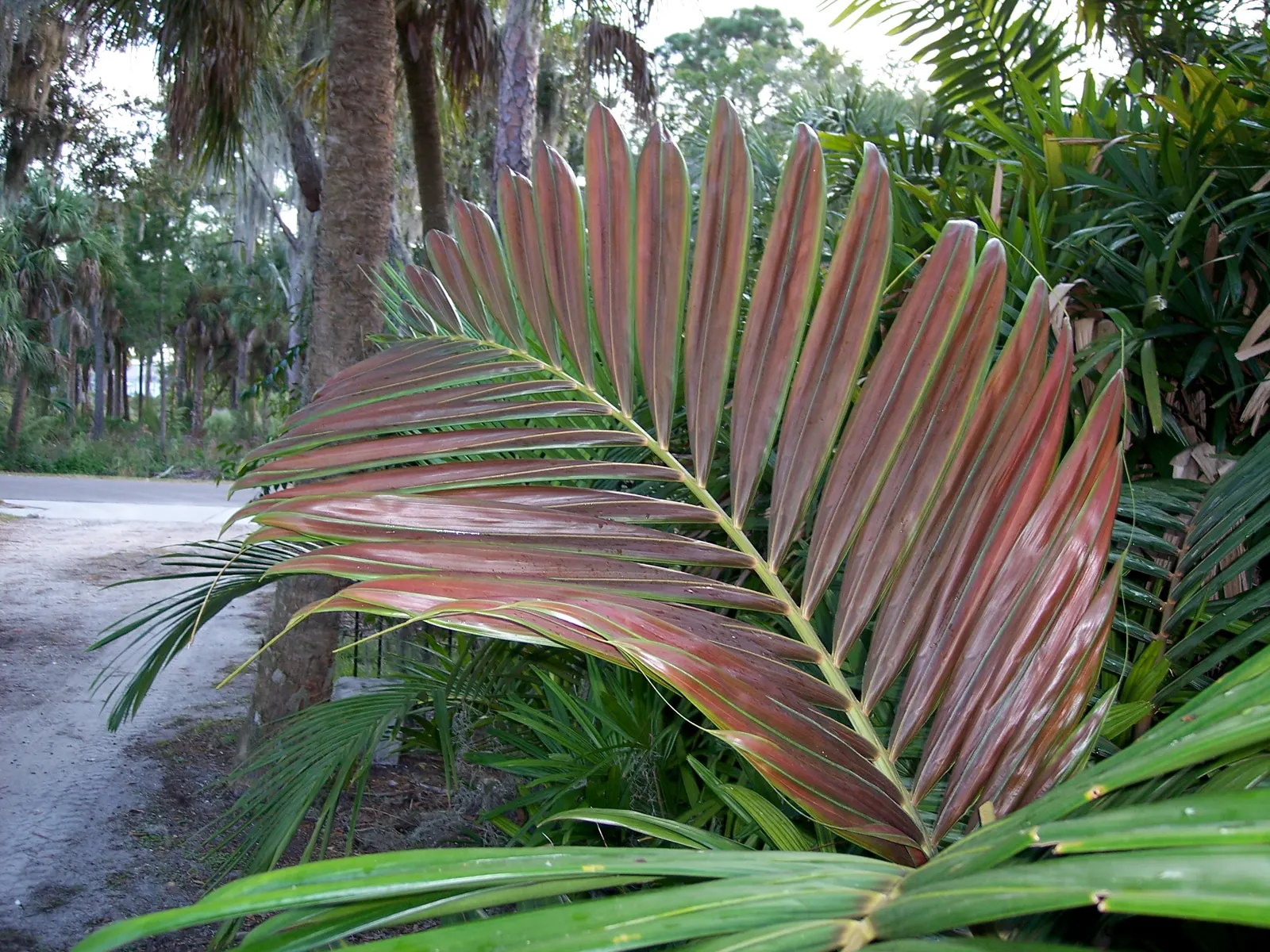 Flamethrower Palm (Chambeyronia Macrocarpa) — it thrives in USDA zones 10-11; perfect for a tropical aesthetic