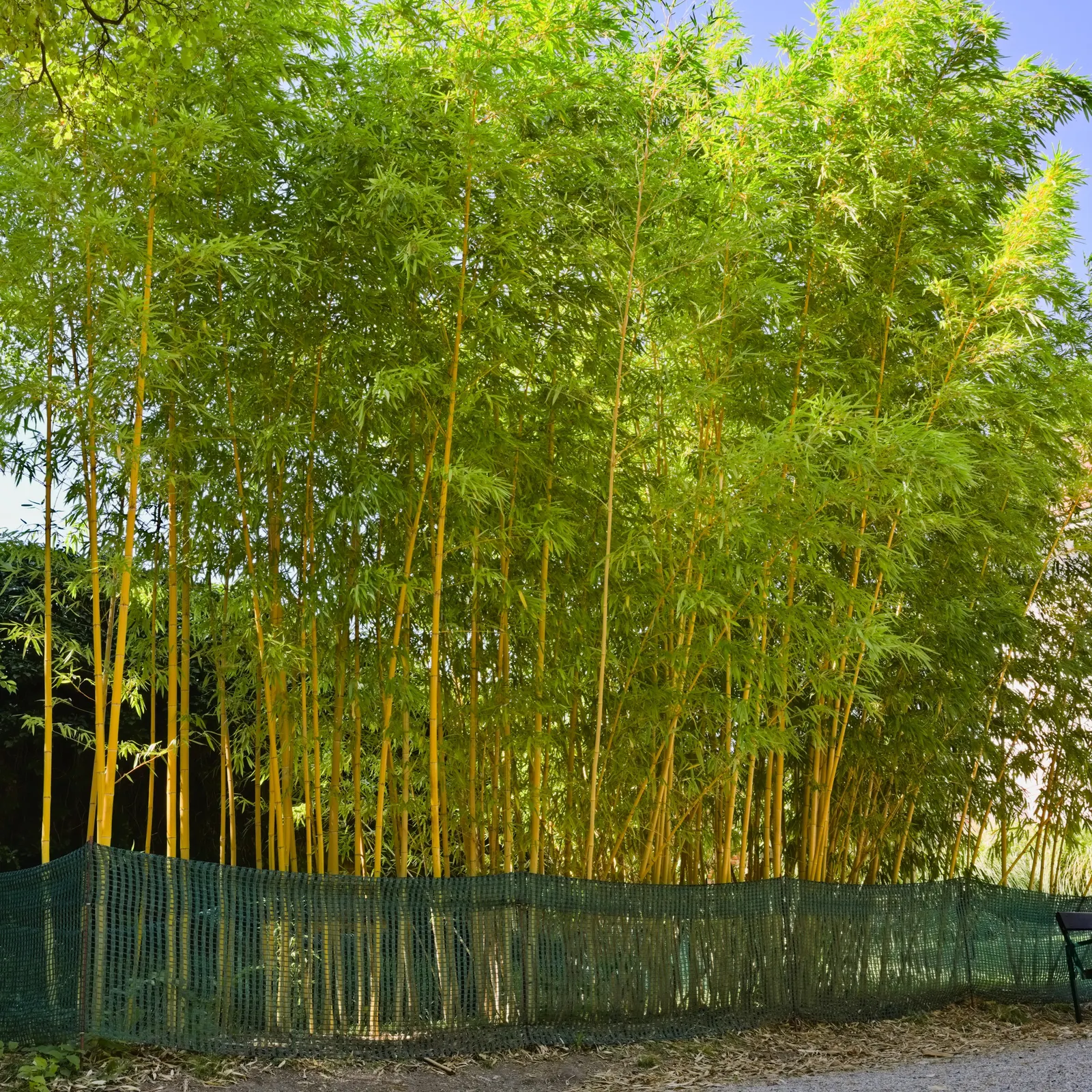 Golden Chinese Timber Bamboo (Phyllostachys Vivax 'Aureocaulis') — Prefers full sun to partial shade and thrives in well-drained soil