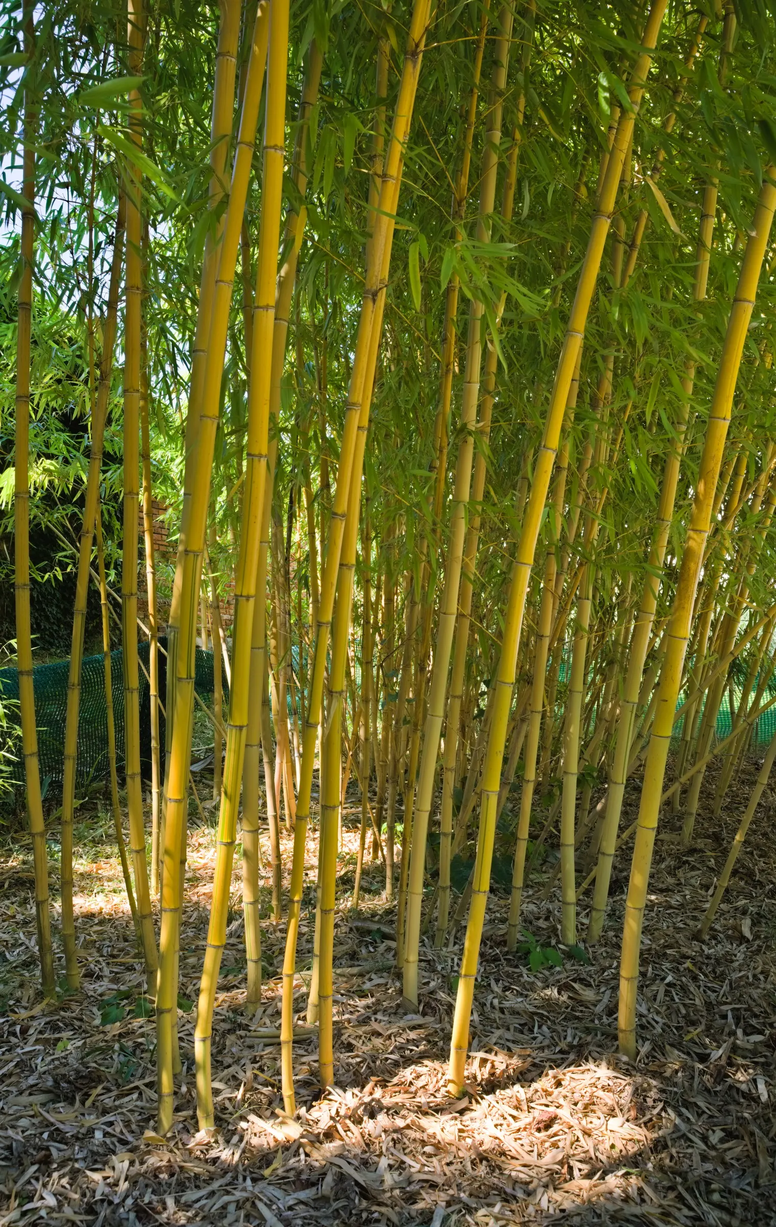 Golden Chinese Timber Bamboo (Phyllostachys Vivax 'Aureocaulis') — A fast grower, it may require containment to prevent spread