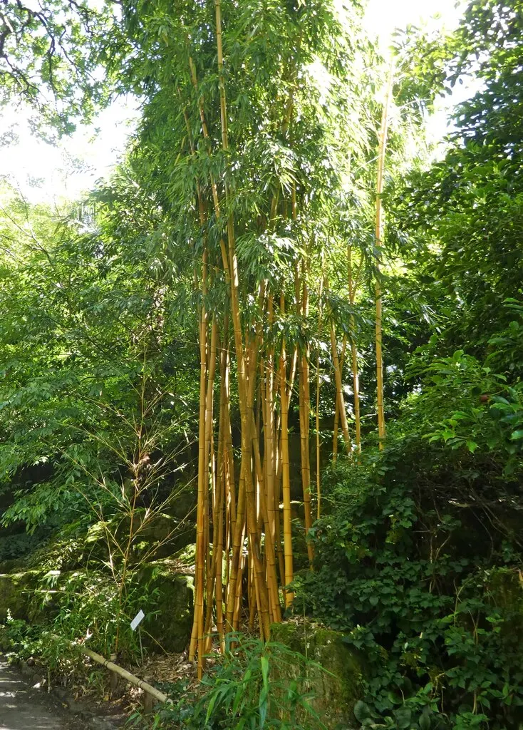 Golden Chinese Timber Bamboo (Phyllostachys Vivax 'Aureocaulis') — Ideal for focal points or privacy screens
