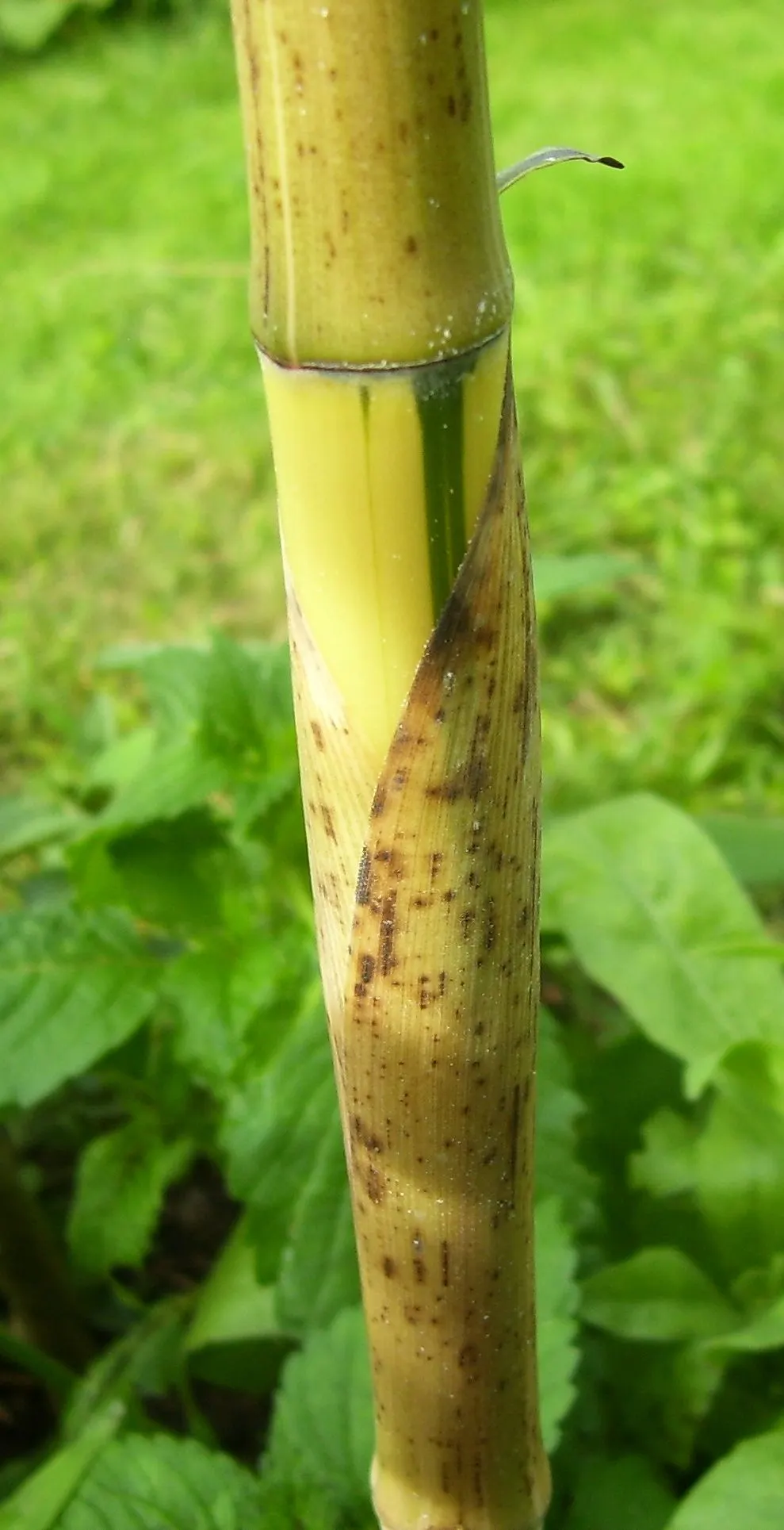 Golden Chinese Timber Bamboo (Phyllostachys Vivax 'Aureocaulis') — add a dramatic visual element to landscapes