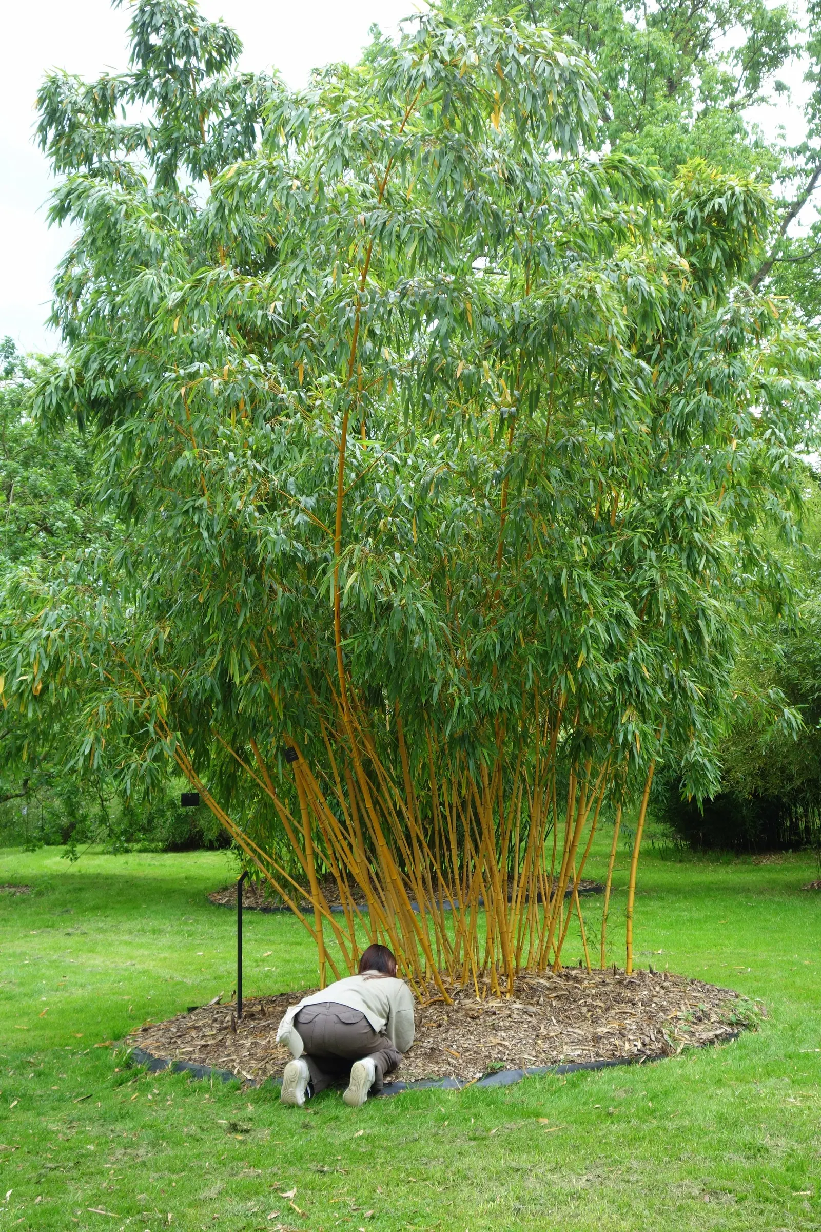 Golden Chinese Timber Bamboo (Phyllostachys Vivax 'Aureocaulis') — is a striking specimen that can reach heights of up to 70 feet with 4-inch diameter canes