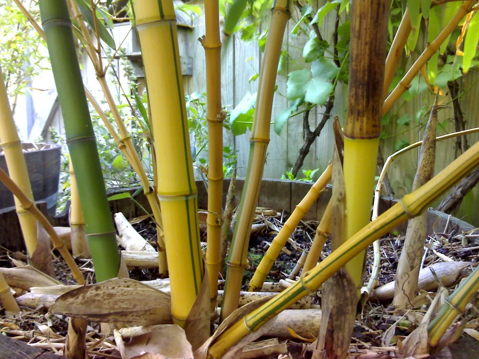Golden Chinese Timber Bamboo (Phyllostachys Vivax 'Aureocaulis') — occasionally featuring random green stripes