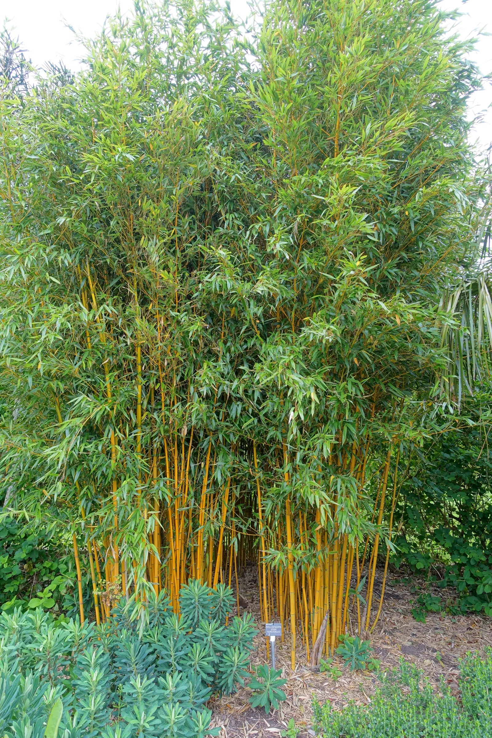 Golden Chinese Timber Bamboo (Phyllostachys Vivax 'Aureocaulis') — Its vivid golden-yellow culms