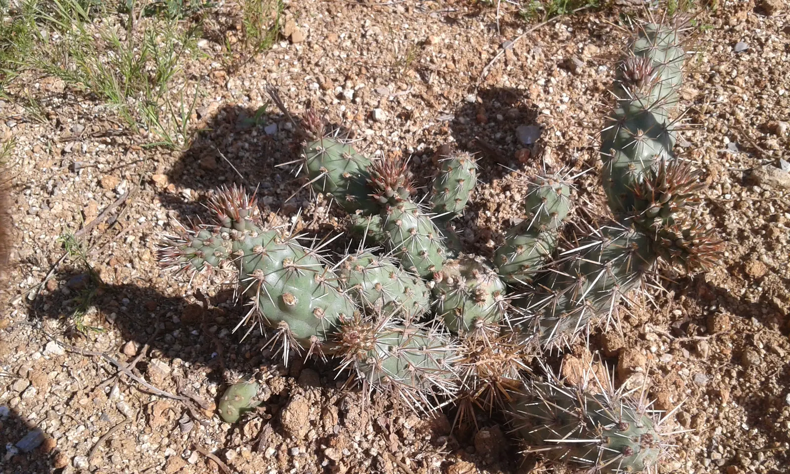 Coastal Cholla (Cylindropuntia prolifera) — arid landscapes that receive full sunlight exposure.<br><br>Characterized by its branching