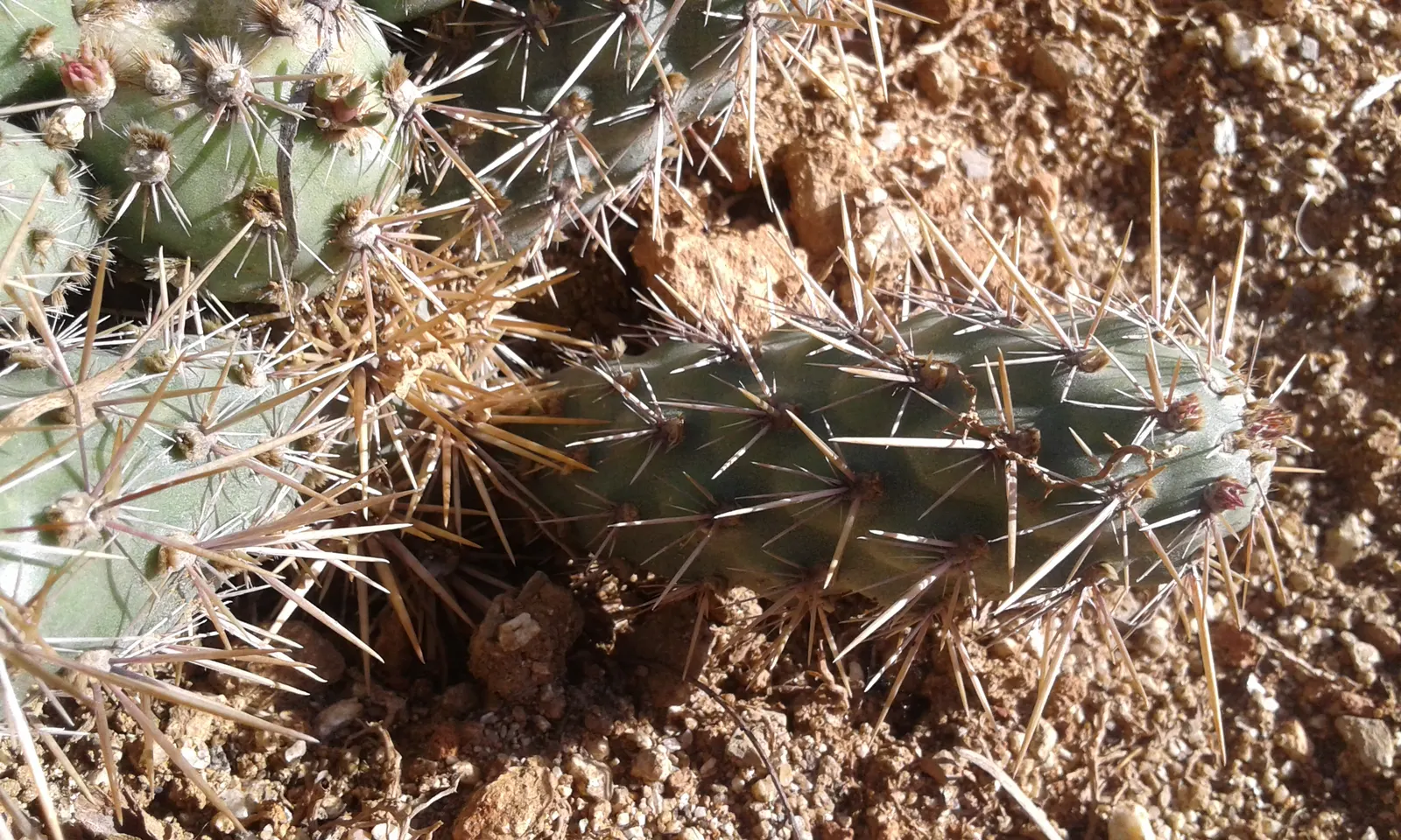 Coastal Cholla (Cylindropuntia prolifera) — This perennial shrub reaches a height of 2-4 feet and spreads up to 5 feet wide; handle cautiously due to sharp