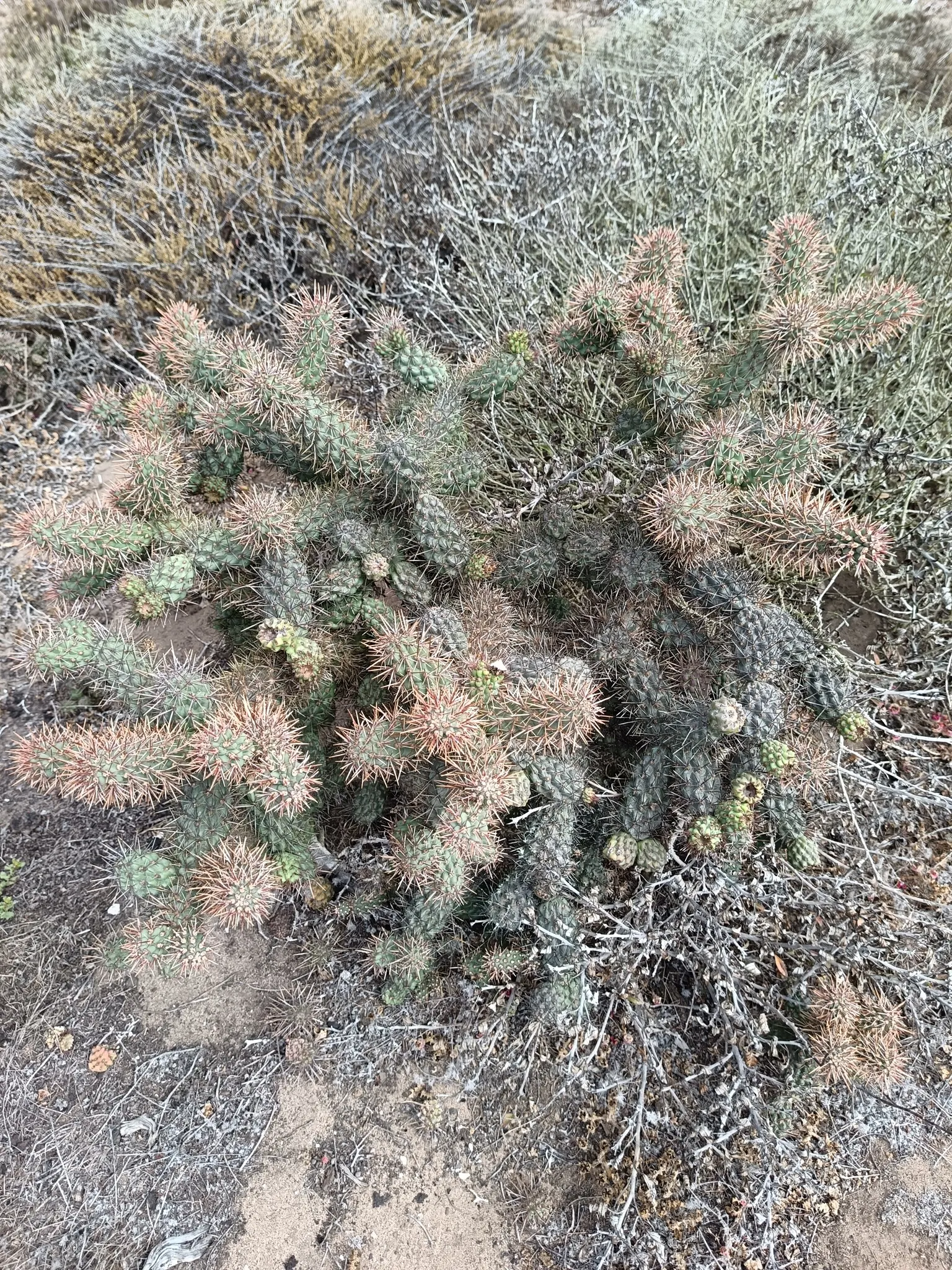 Coastal Cholla (Cylindropuntia prolifera) — Adaptable to USDA hardiness zones 9 through 11