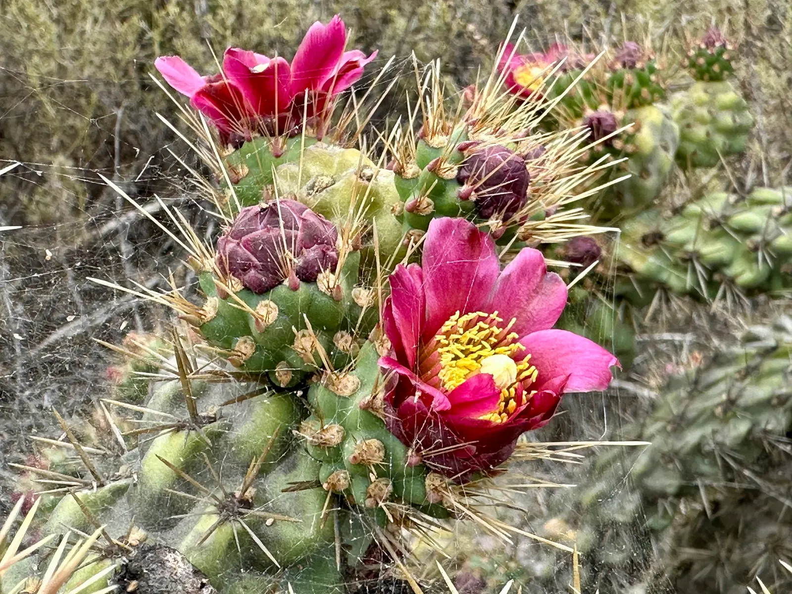 Coastal Cholla (Cylindropuntia prolifera) — this cactus is an exceptional choice for dry