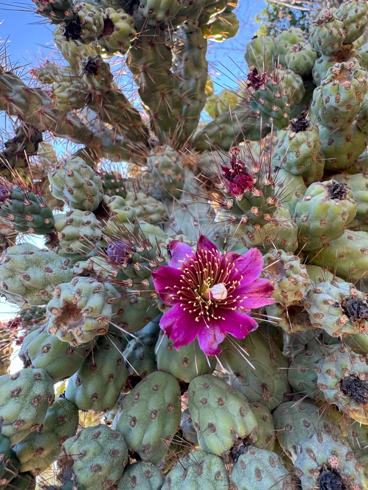 Coastal Cholla (Cylindropuntia prolifera) — the Coastal Cholla presents a robust and sculptural appearance