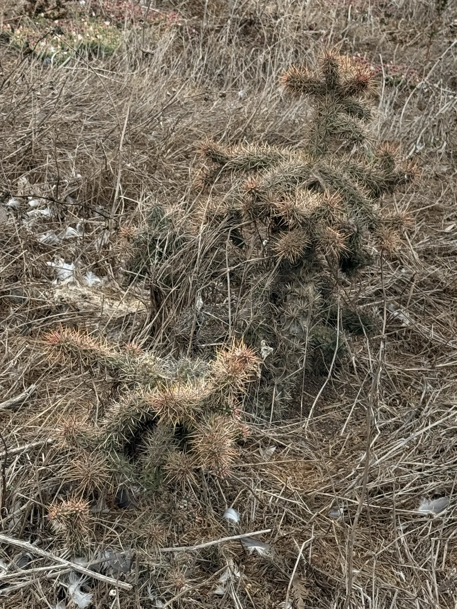 Coastal Cholla (Cylindropuntia prolifera) — cactus for full