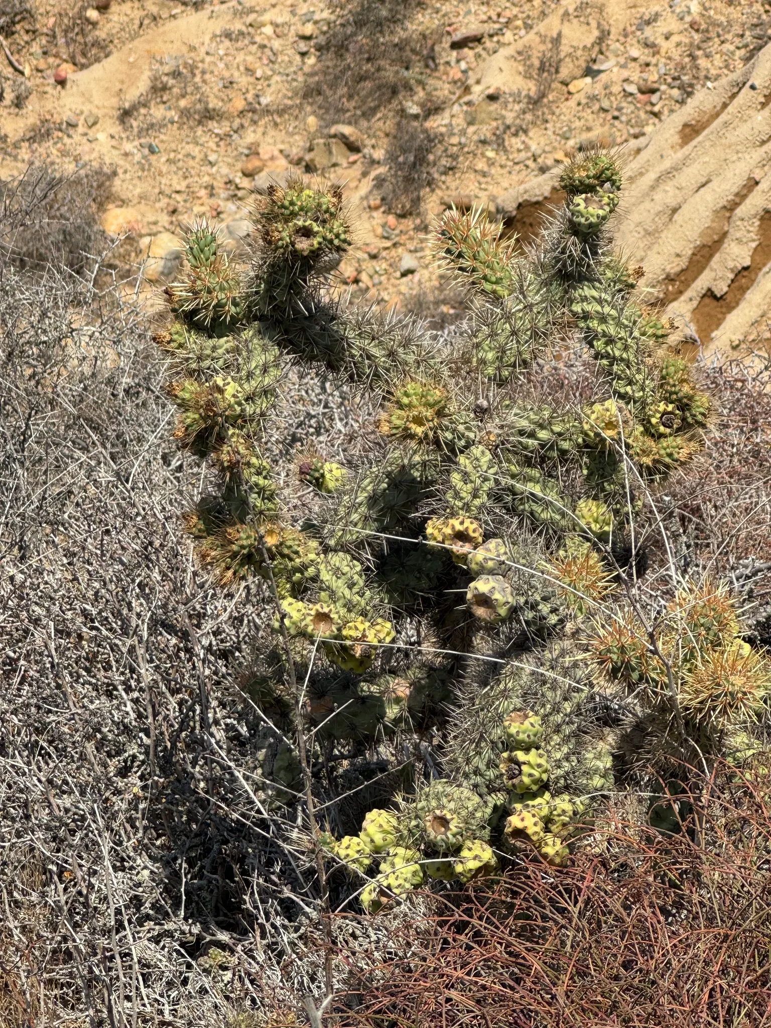 Coastal Cholla (Cylindropuntia prolifera) — scientifically named Cylindropuntia prolifera
