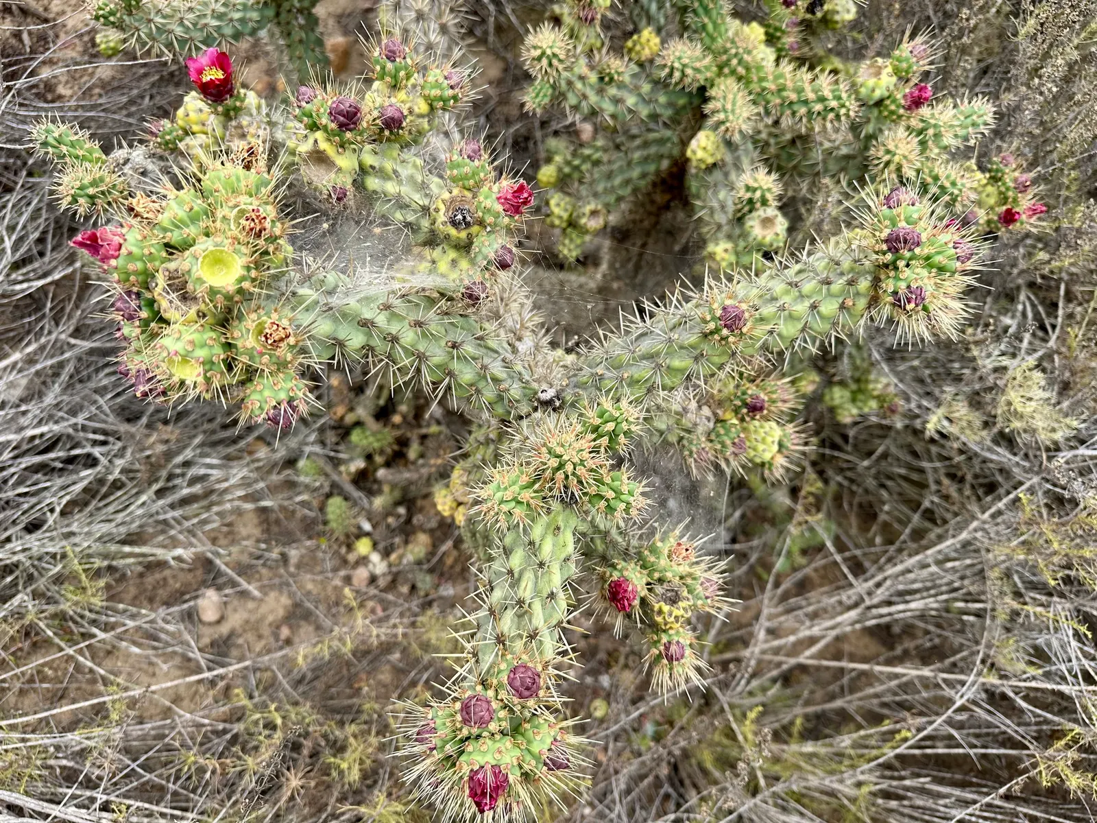 Coastal Cholla (Cylindropuntia prolifera) — cylindrical stems that can reach heights of 3 to 5 feet with a spread of 2 to 4 feet