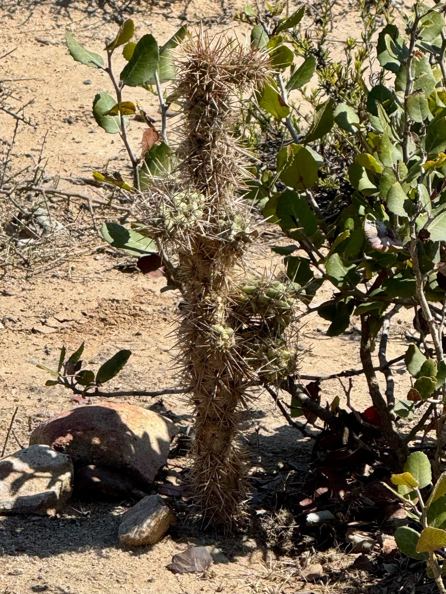 Coastal Cholla (Cylindropuntia prolifera) — Consider using the Coastal Cholla as a dramatic focal point
