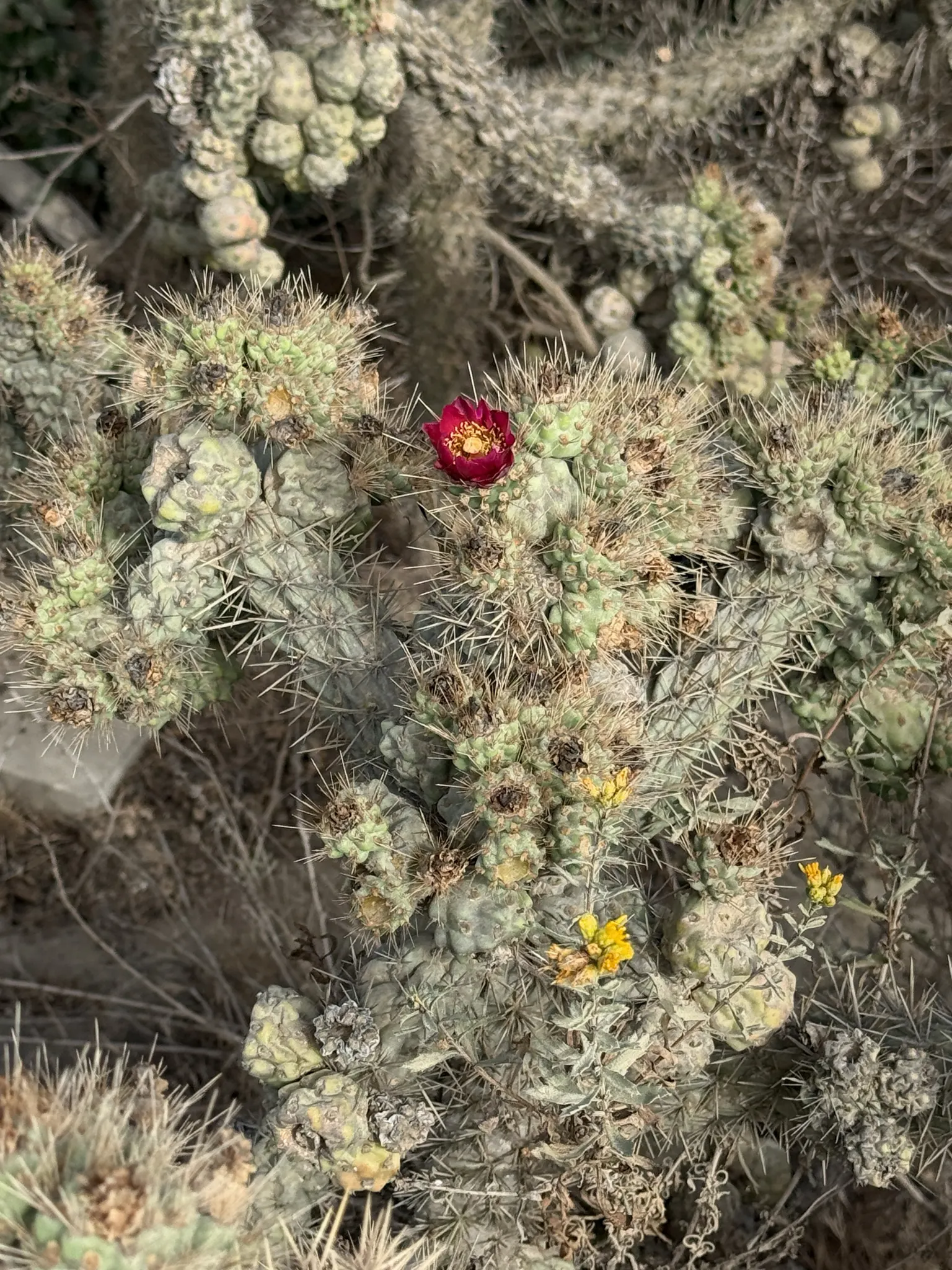 Coastal Cholla (Cylindropuntia prolifera) — the plant produces fruits that are dry