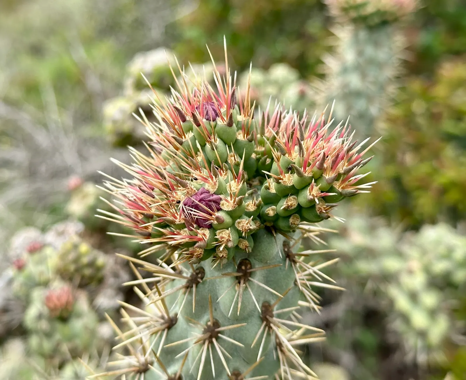 Coastal Cholla (Cylindropuntia prolifera) — This perennial shrub reaches a height of 2-4 feet and spreads up to 5 feet wide