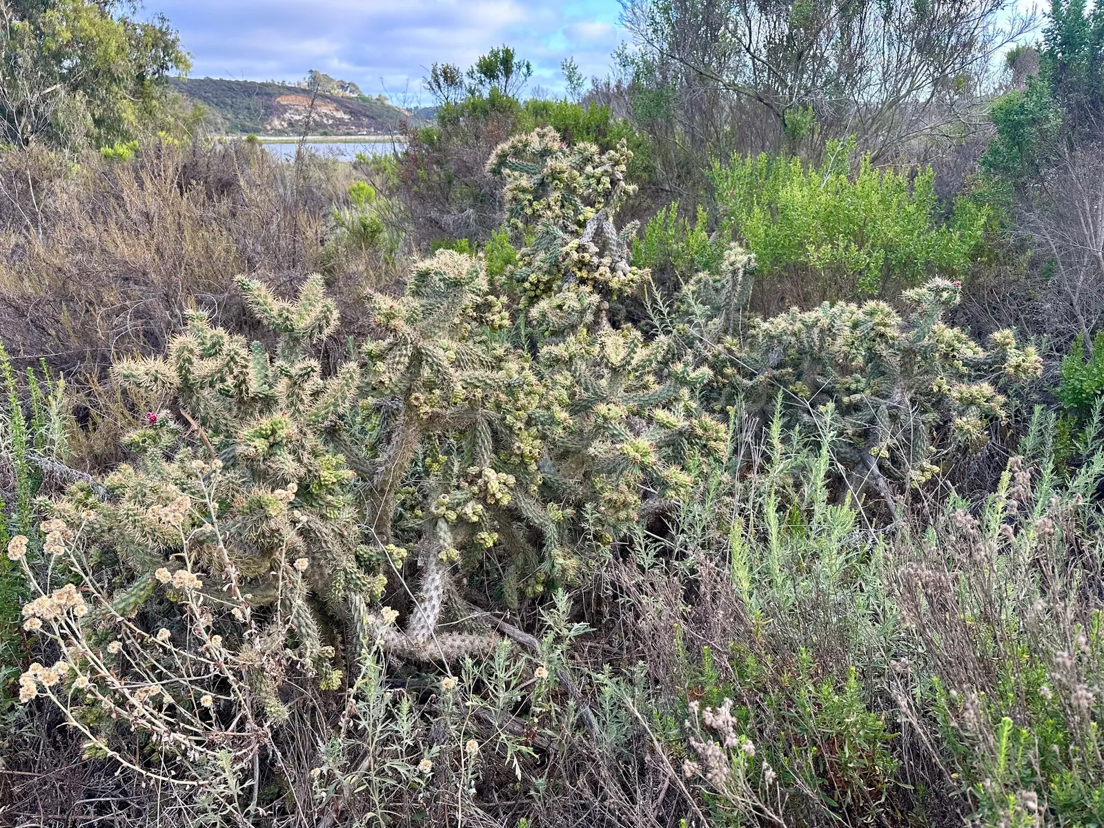Coastal Cholla (Cylindropuntia prolifera) — Handle cautiously due to sharp spines