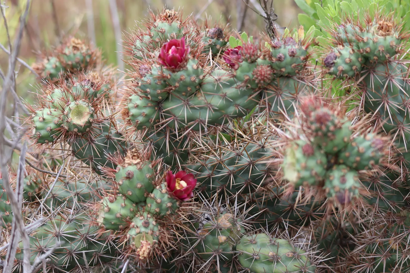 Coastal Cholla (Cylindropuntia prolifera) — or as part of a desert-themed landscape design