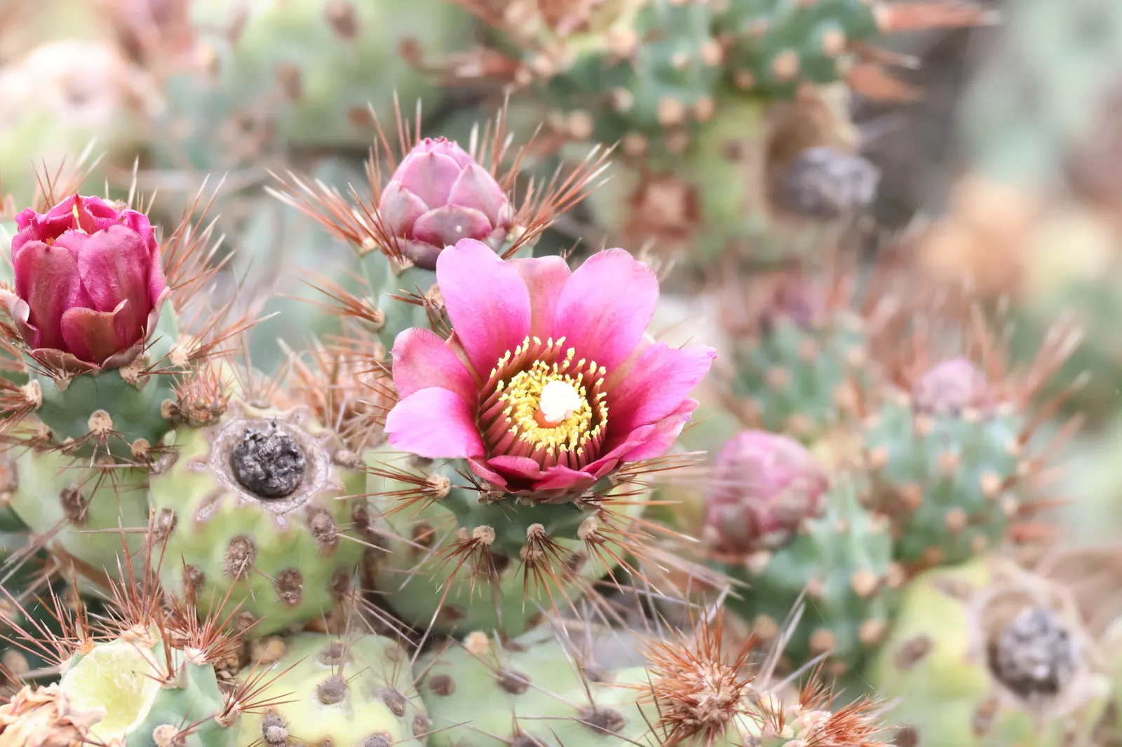 Coastal Cholla (Cylindropuntia prolifera) — Preferring sandy soils, it requires minimal water and full sun, making it ideal for xeriscapes