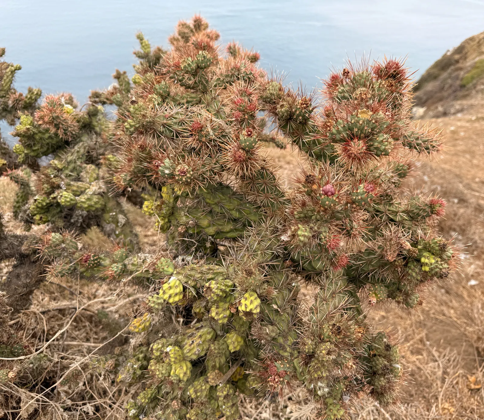 Coastal Cholla (Cylindropuntia prolifera) — it is essential to note that Cylindropuntia prolifera thrives in well-drained soils