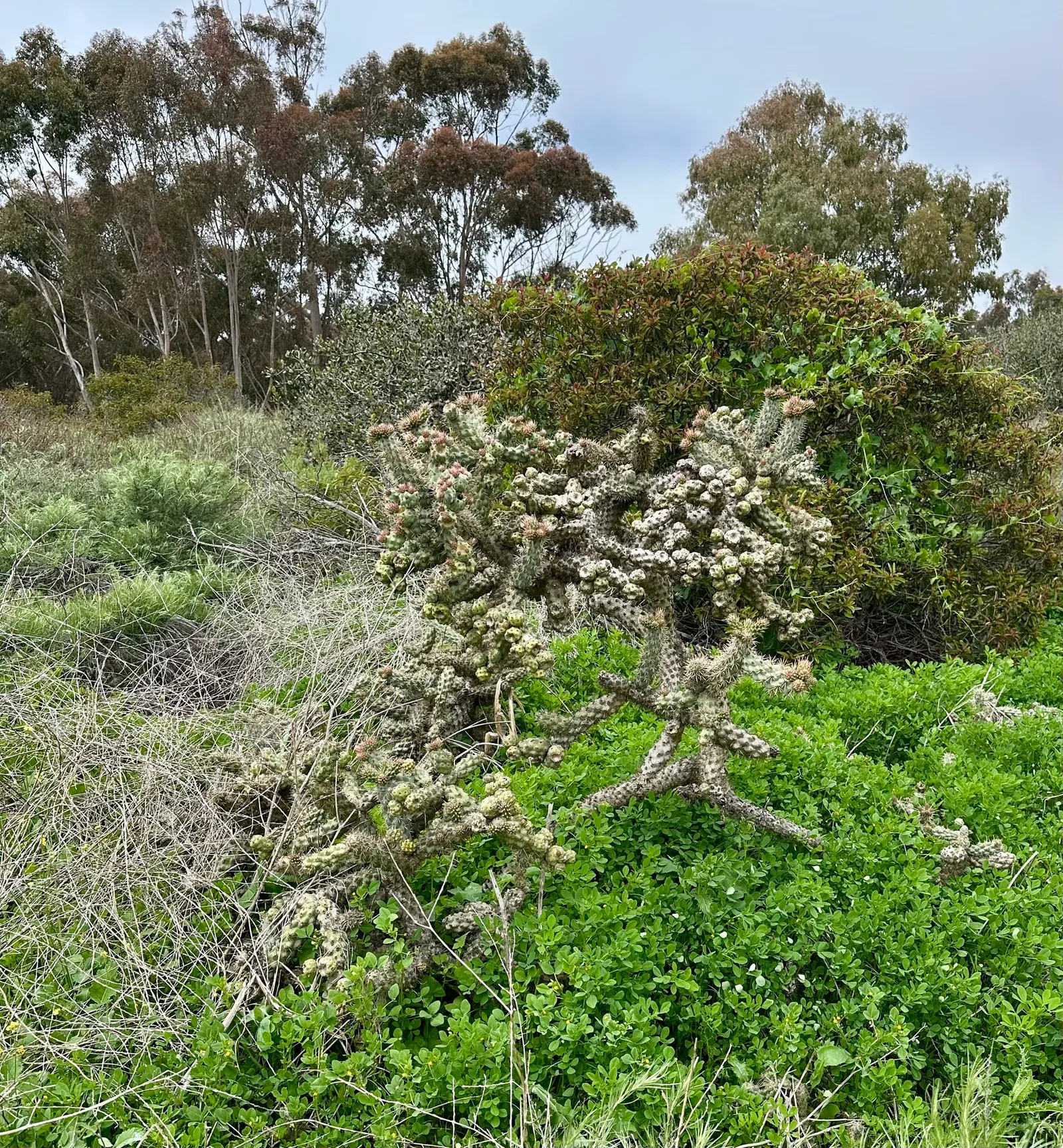 Coastal Cholla (Cylindropuntia prolifera) — considering its spiny nature that may pose a risk to passersby