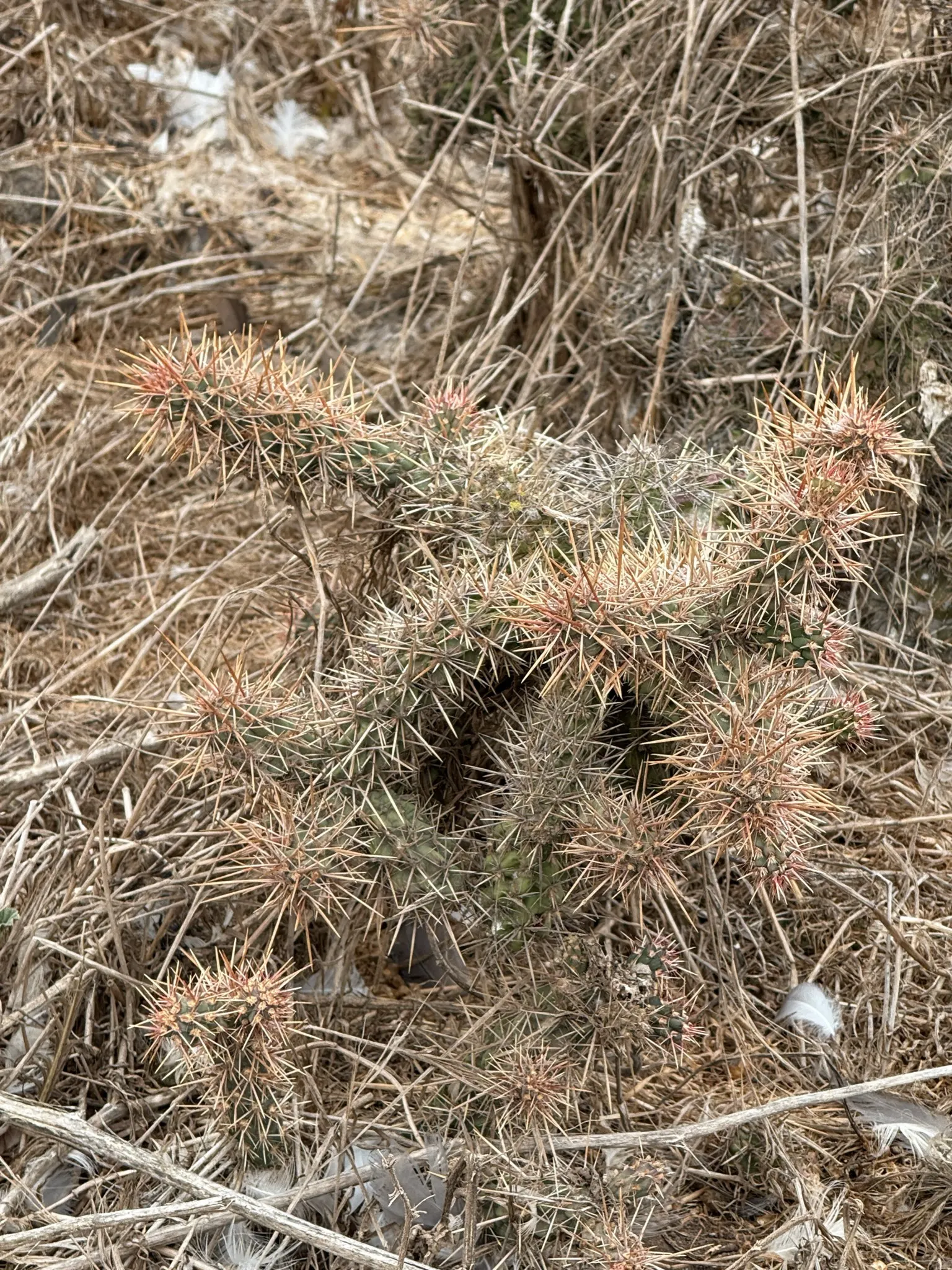 Coastal Cholla (Cylindropuntia prolifera) — Following the flowering season
