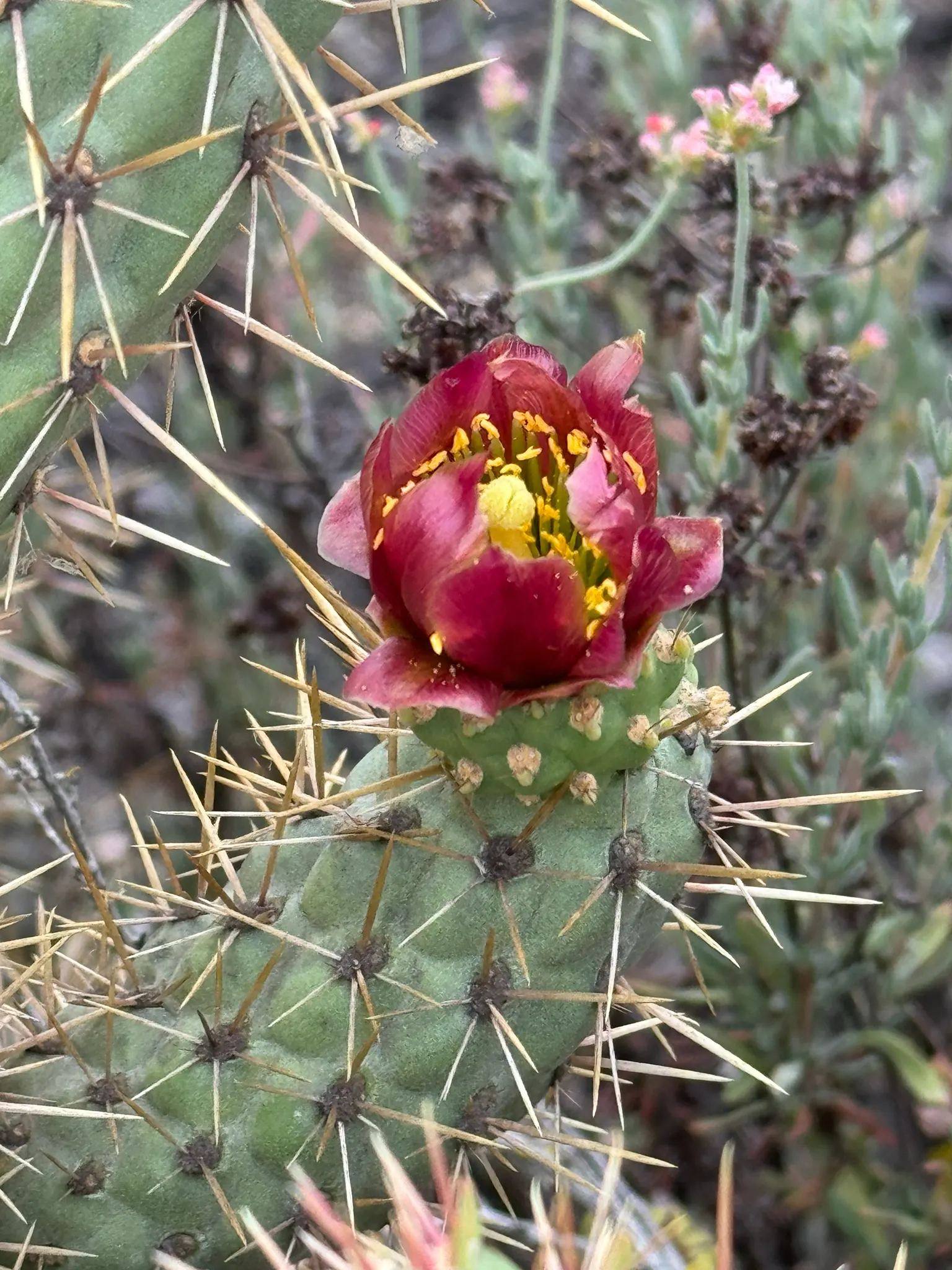 Coastal Cholla (Cylindropuntia prolifera) — approximately 1 to 1.5 inches in diameter