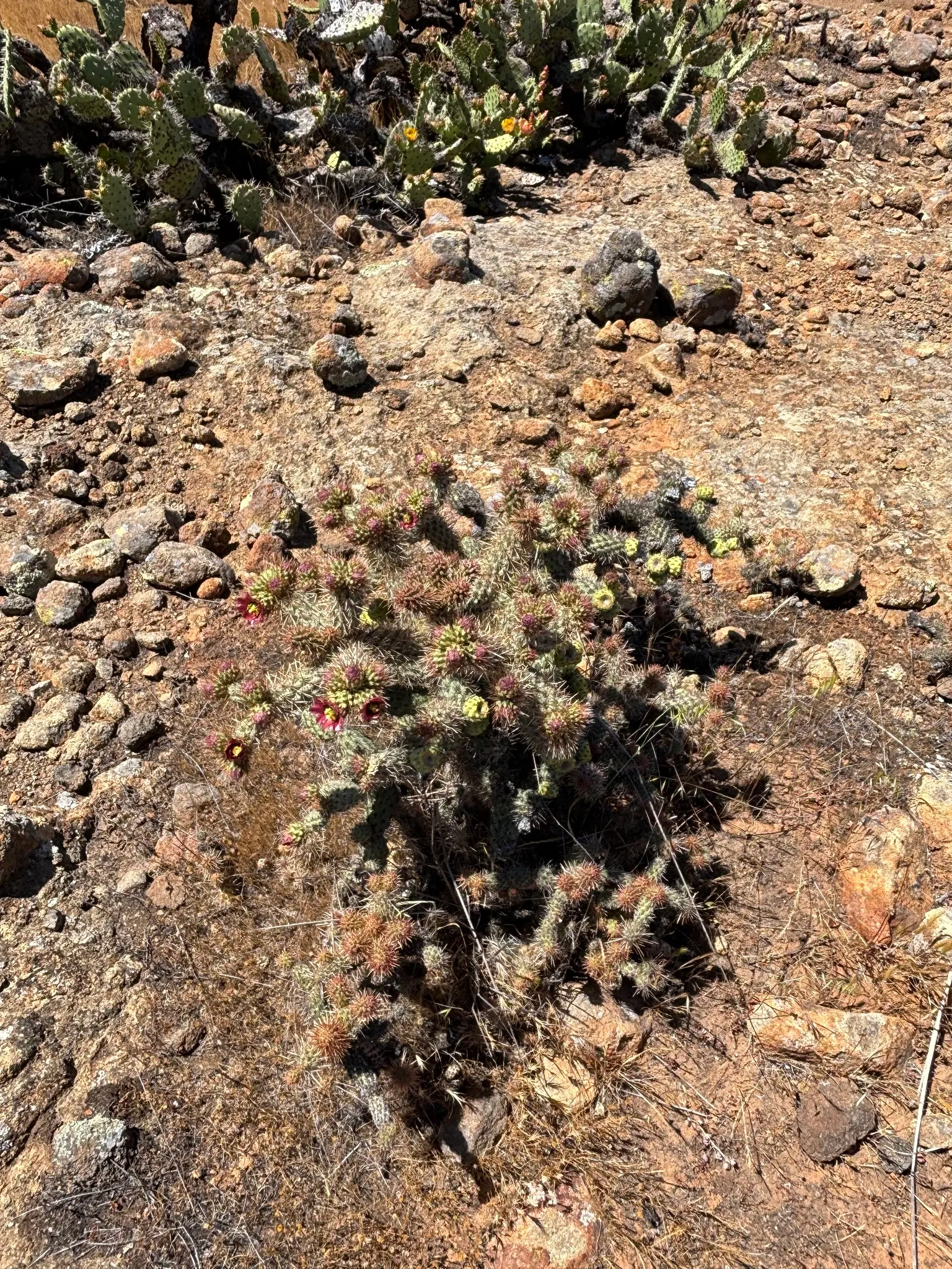 Coastal Cholla (Cylindropuntia prolifera) — and favors a pH between 6.0 to 7.5