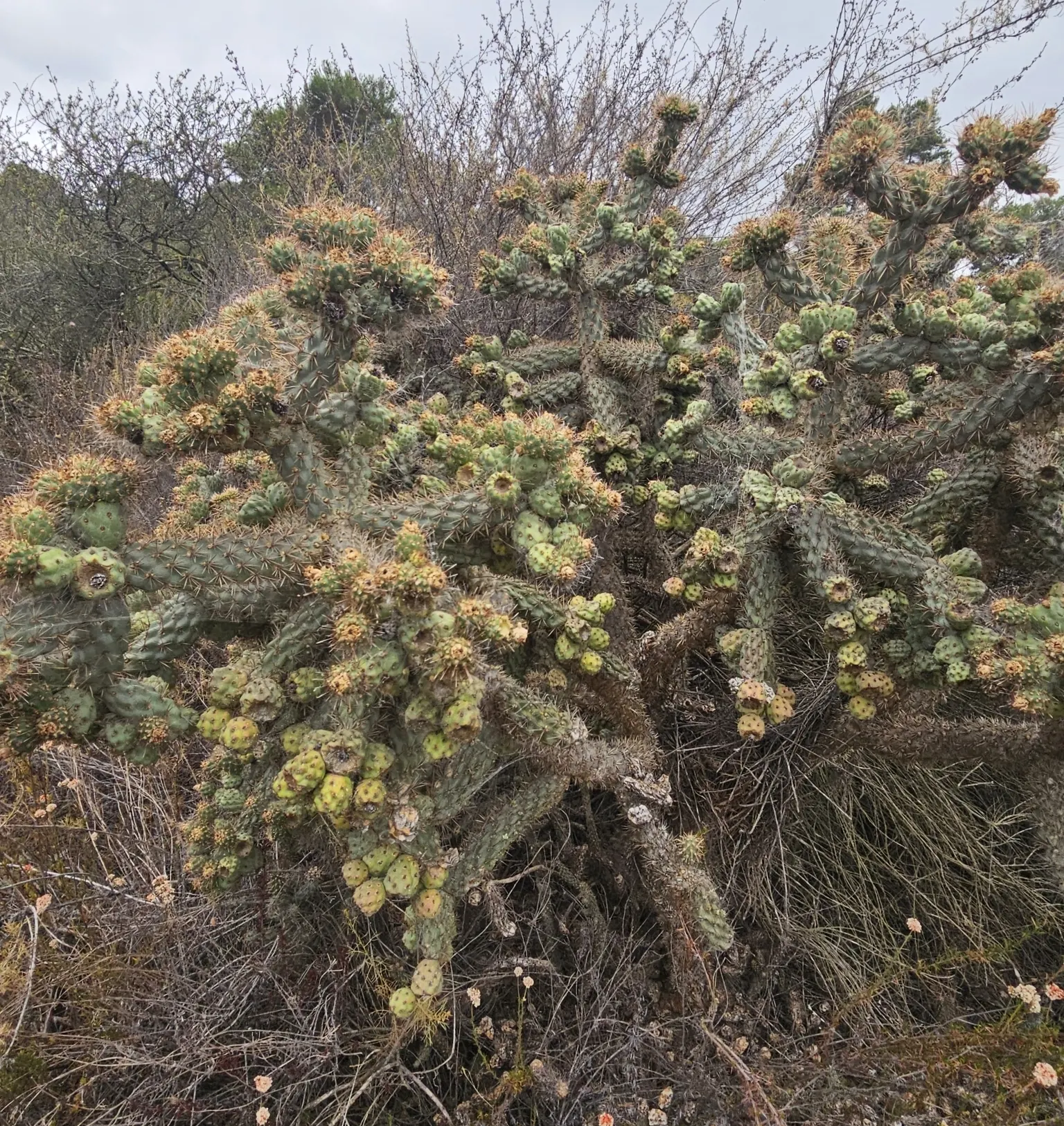 Coastal Cholla (Cylindropuntia prolifera) — It produces greenish-yellow flowers, followed by spine-covered fruit; the stems are densely covered with spines