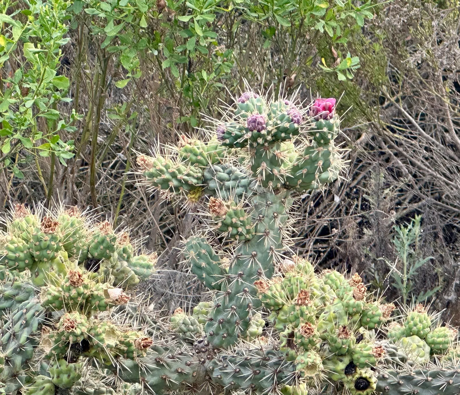 Coastal Cholla (Cylindropuntia prolifera) — requires minimal watering once established