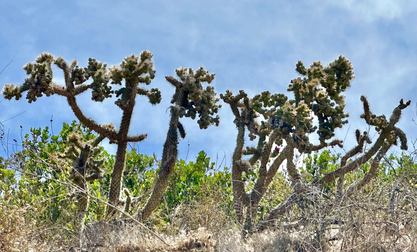 Coastal Cholla (Cylindropuntia prolifera) — A minimum spacing of about 3 feet between specimens will accommodate growth and ensure easy maintenance