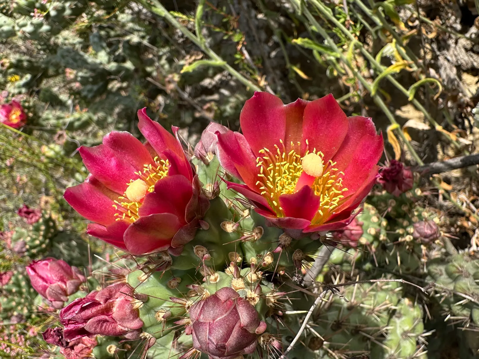 Coastal Cholla (Cylindropuntia prolifera) — Preferring sandy soils, it requires minimal water and full sun, making it ideal for xeriscapes; requires minimal