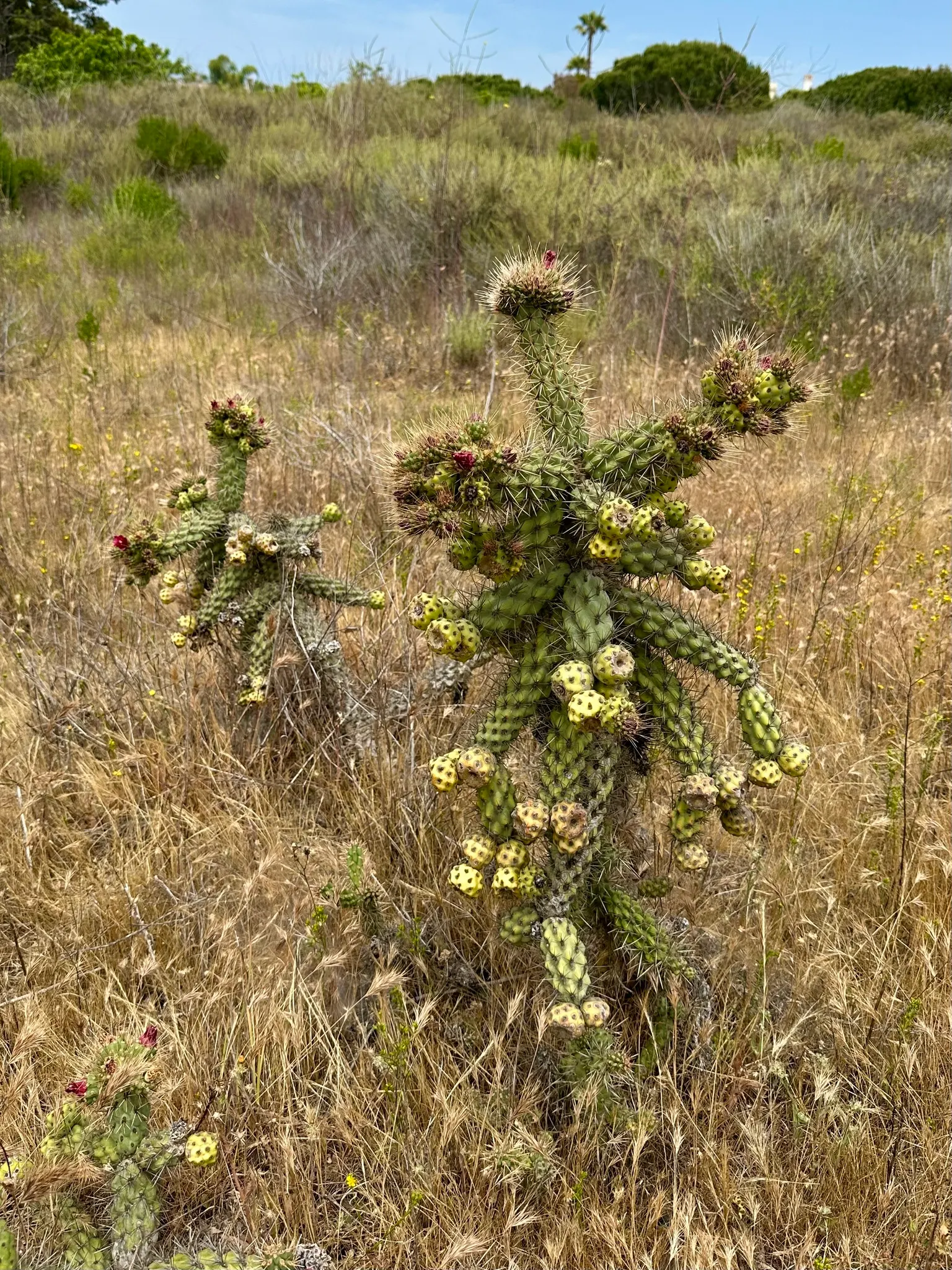 Coastal Cholla (Cylindropuntia prolifera) — The stems are densely covered with spines that can be up to an inch long