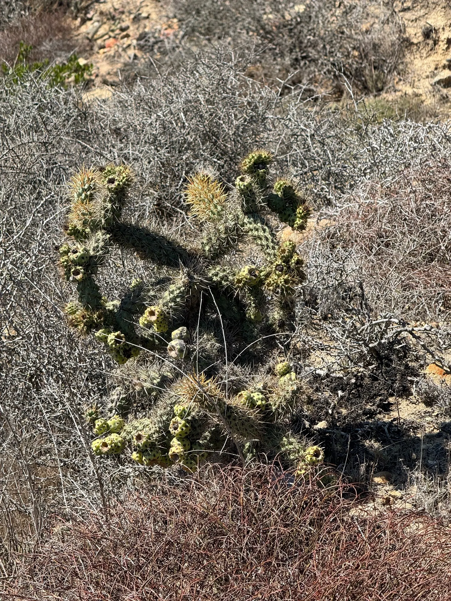 Coastal Cholla (Cylindropuntia prolifera) — contributing to its proliferation by attaching to passing wildlife.<br><br>As a landscape architect assistant