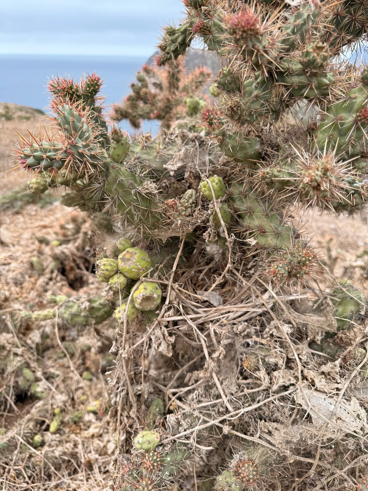 Coastal Cholla (Cylindropuntia prolifera) — It is also important to place this plant carefully