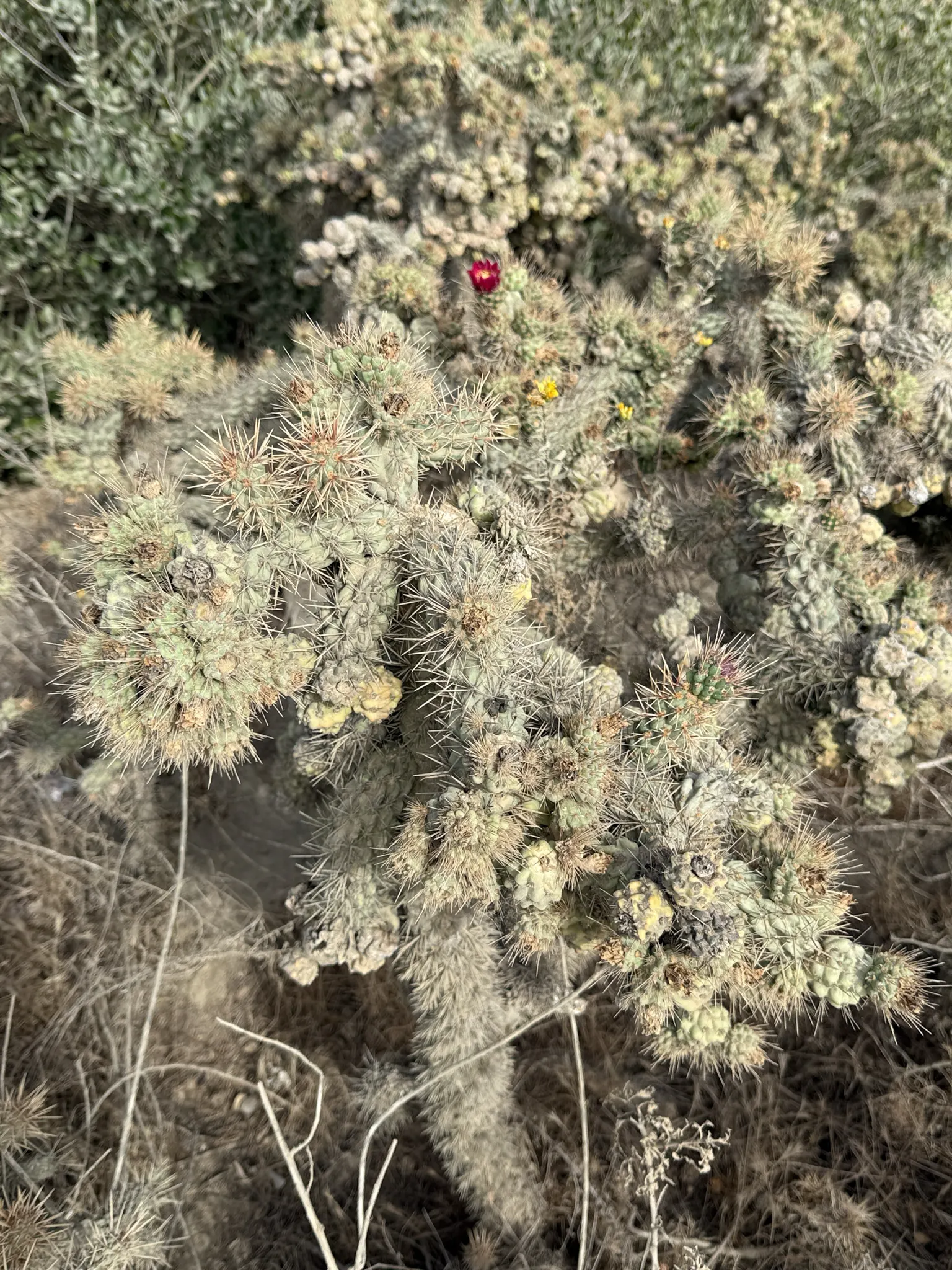 Coastal Cholla (Cylindropuntia prolifera) — cactus with pink blooms