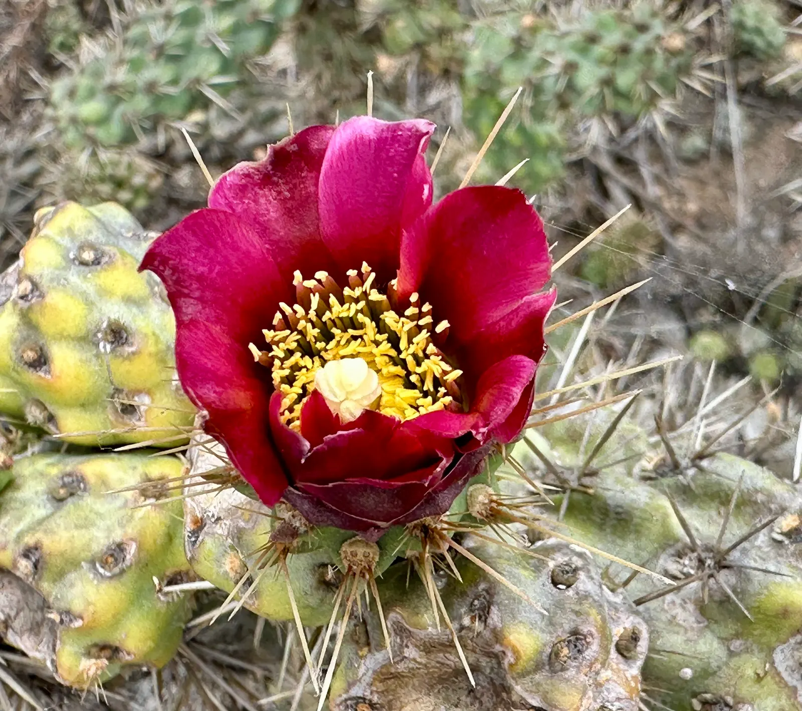 Coastal Cholla (Cylindropuntia prolifera) — pink flowers in the garden
