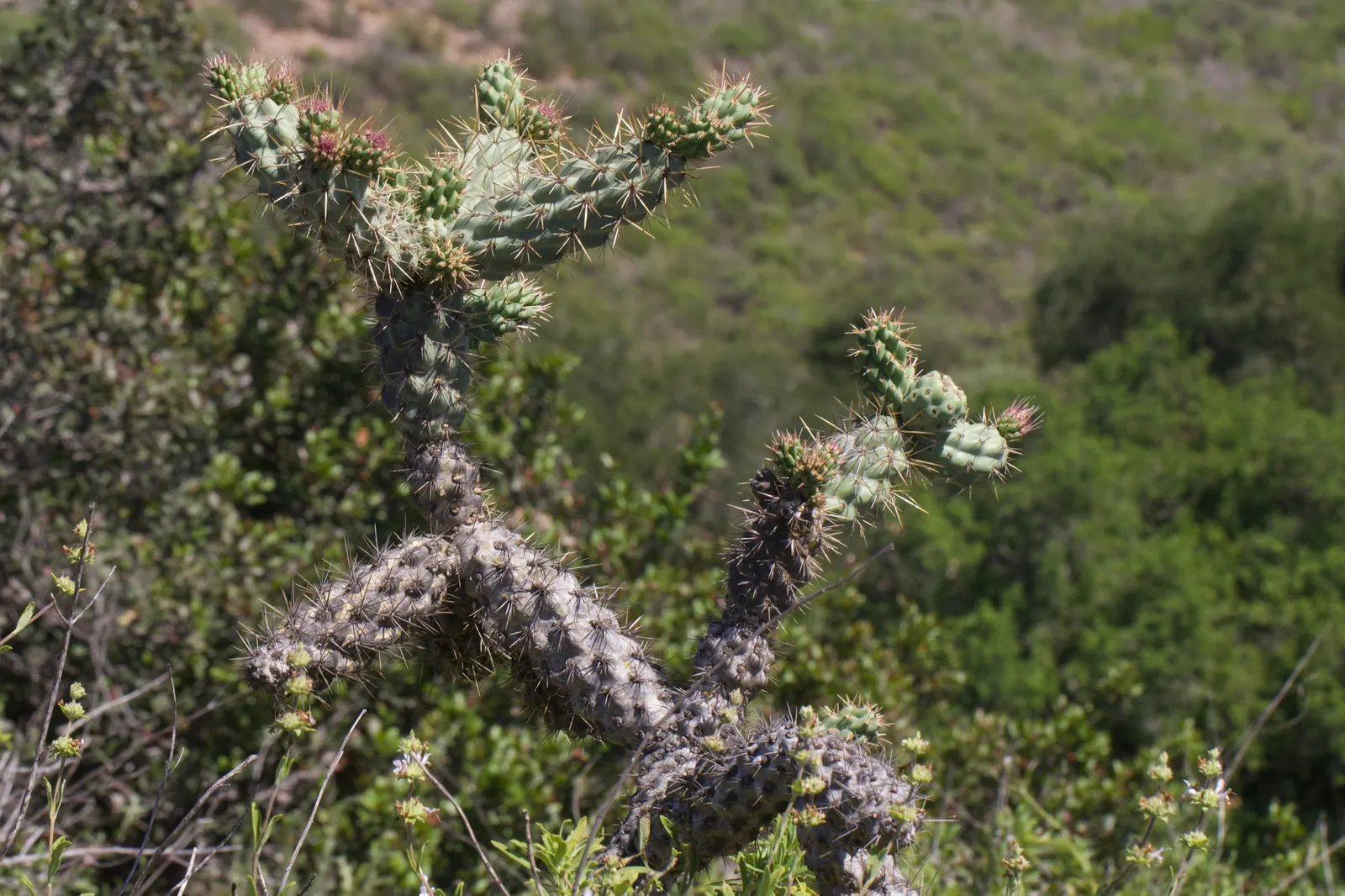 Coastal Cholla (Cylindropuntia prolifera) — It produces greenish-yellow flowers, followed by spine-covered fruit