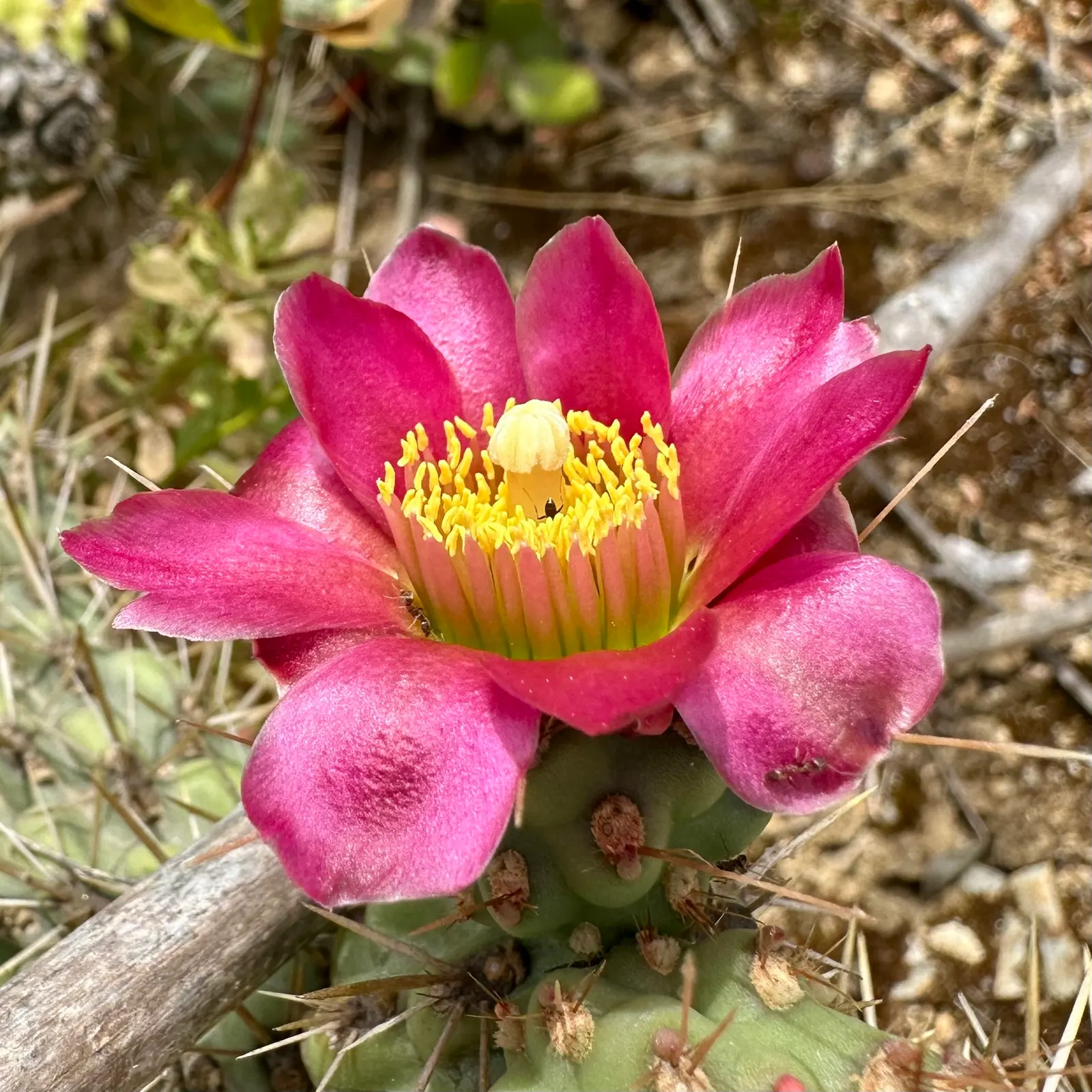 Coastal Cholla (Cylindropuntia prolifera) — adding a vibrant touch to its formidable structure