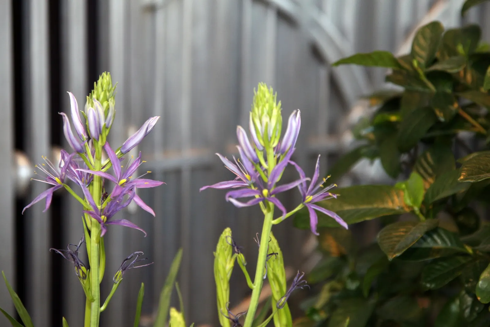 Caerulea Group Wild Hyacinth (Camassia Leichtlinii 'Caerulea') — Blooms appear in late spring to early summer, attracting pollinators and providing a stunning