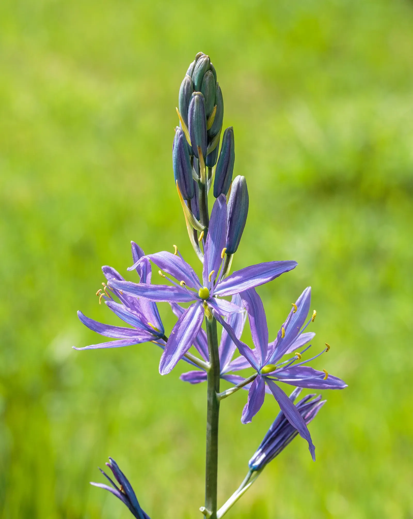 Caerulea Group Wild Hyacinth (Camassia Leichtlinii 'Caerulea') — Thriving in full sun or partial shade, this hardy perennial reaches up to 2-3 feet in height