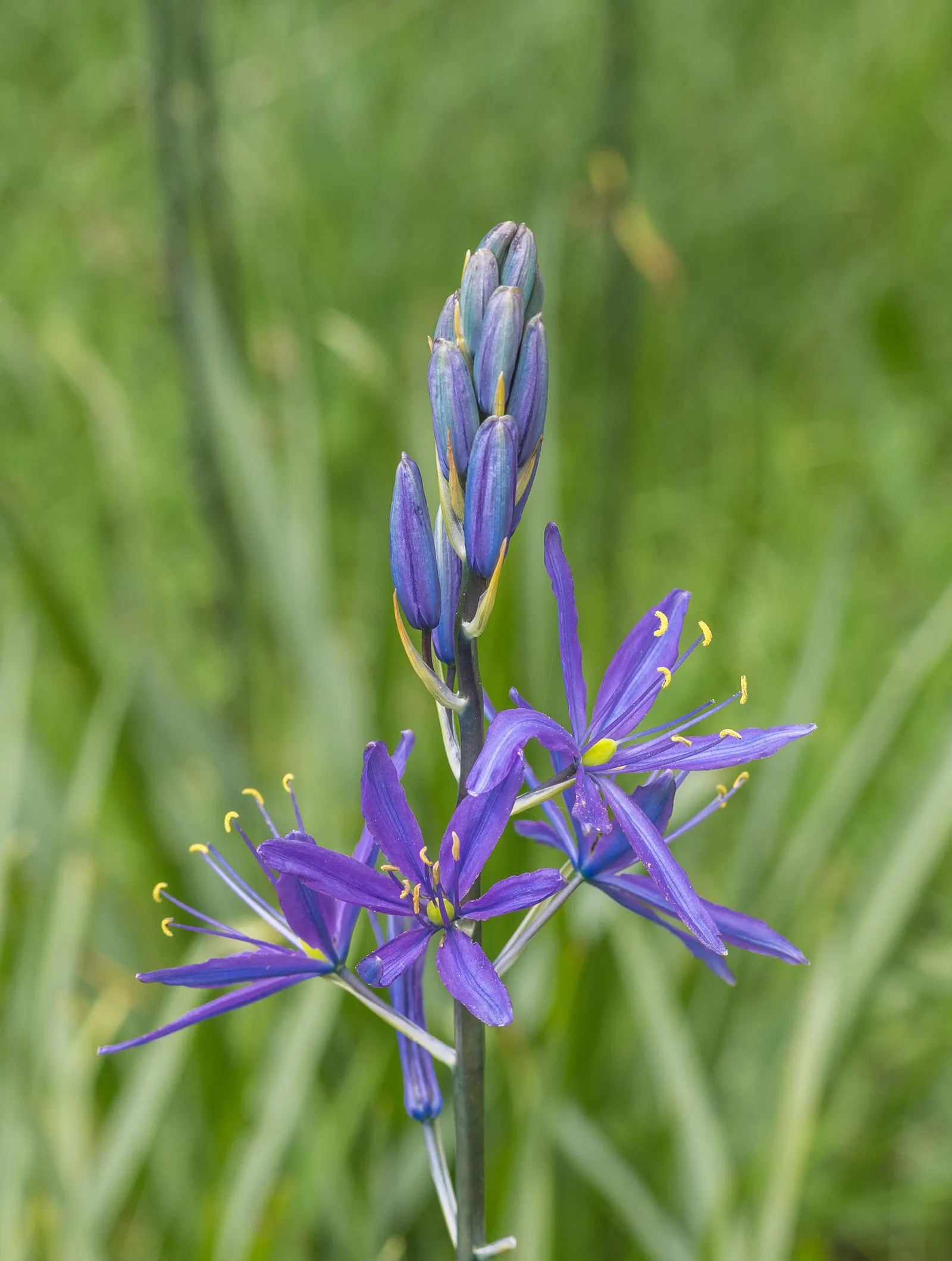 Caerulea Group Wild Hyacinth (Camassia Leichtlinii 'Caerulea') — It flourishes in moist, well-drained soil and is ideal for naturalizing in meadows or planting